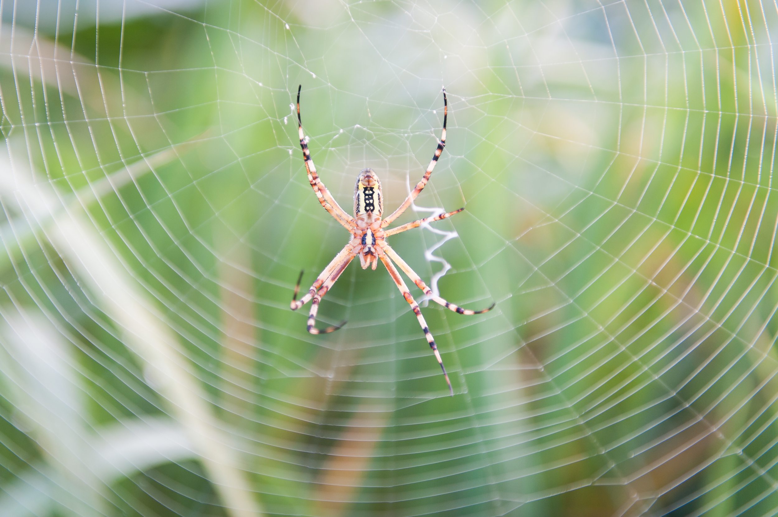 SummerInKoreaCityGirlSearchingWaterLilySpider (10 of 11).jpg