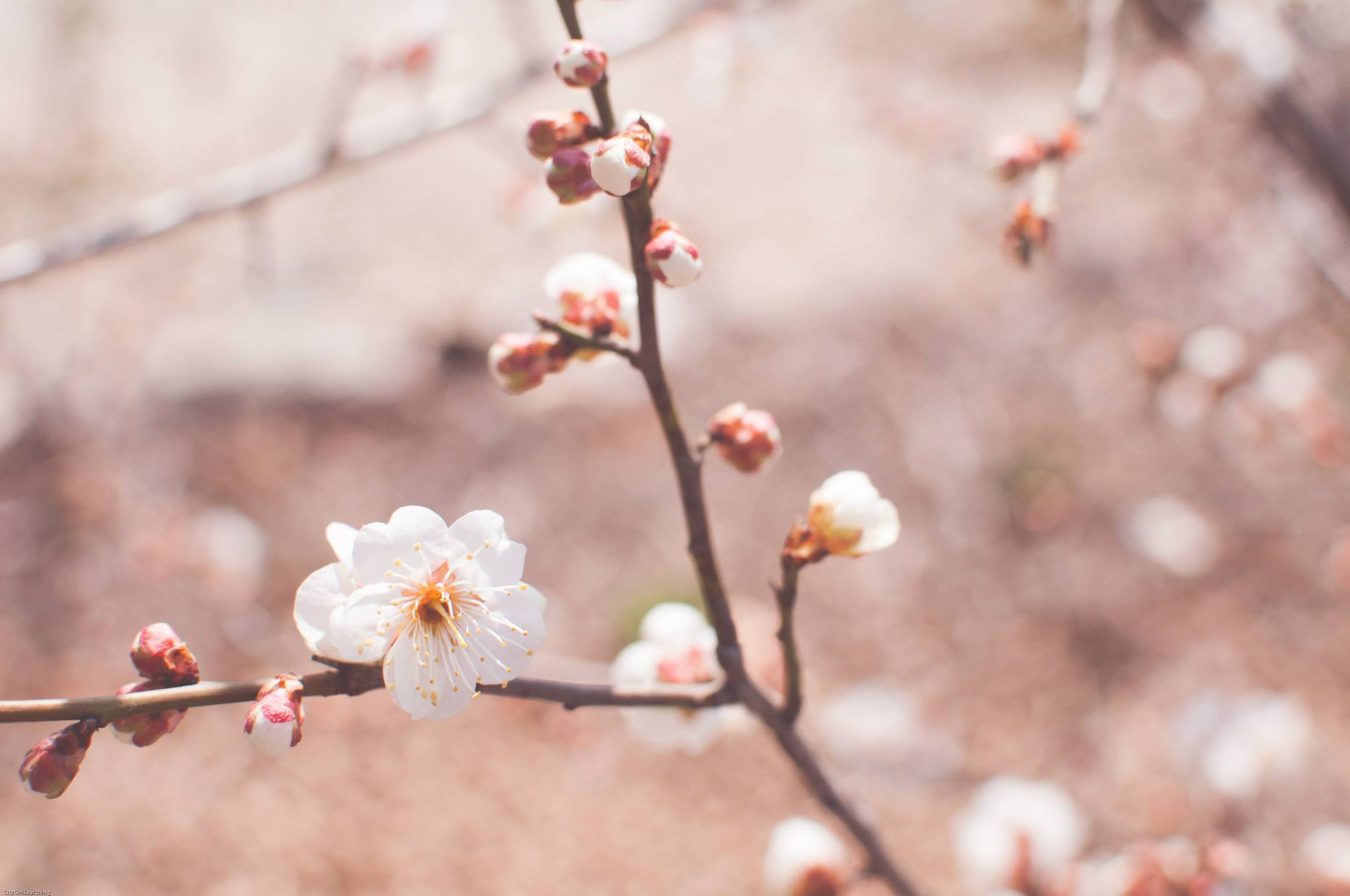 SpringBlossoms2.jpg