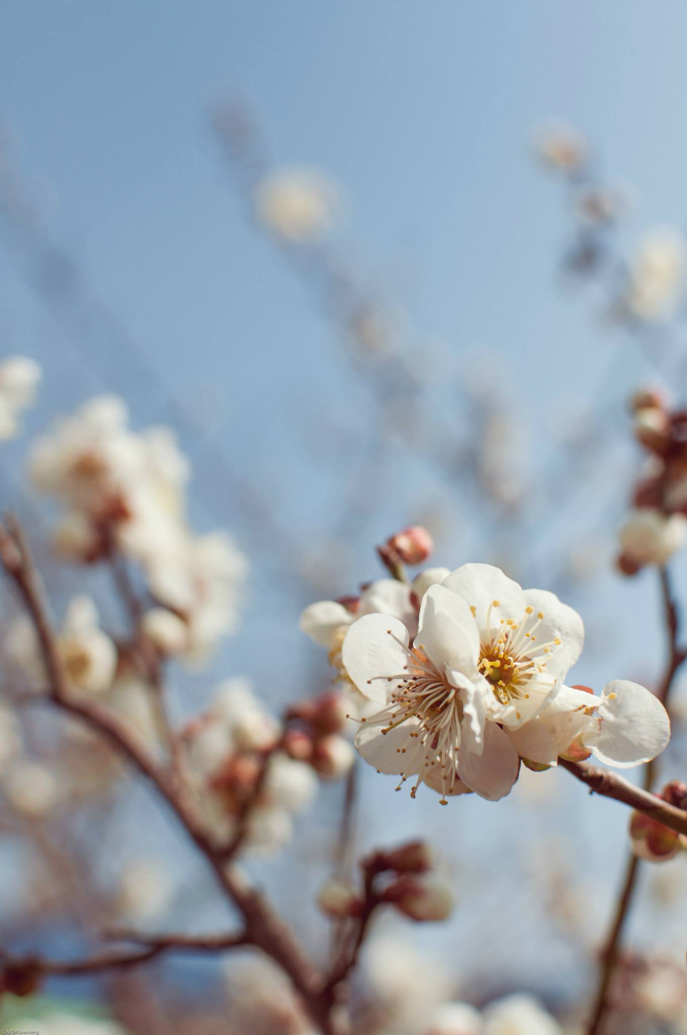 SpringBlossoms4.jpg