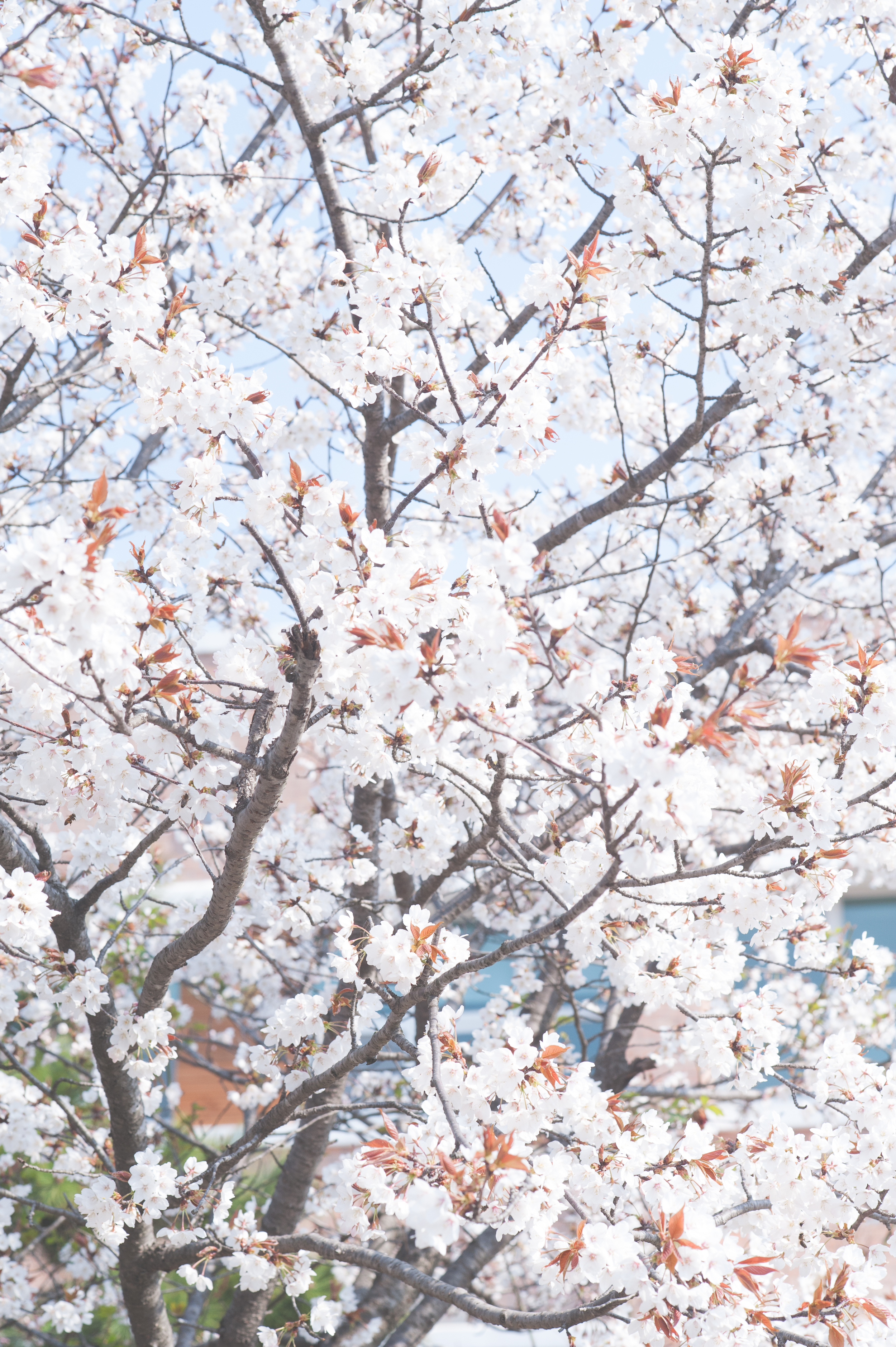 CherryBlossomStyledShootKoreaAlyshaCGSPhotography (1 of 57).jpg