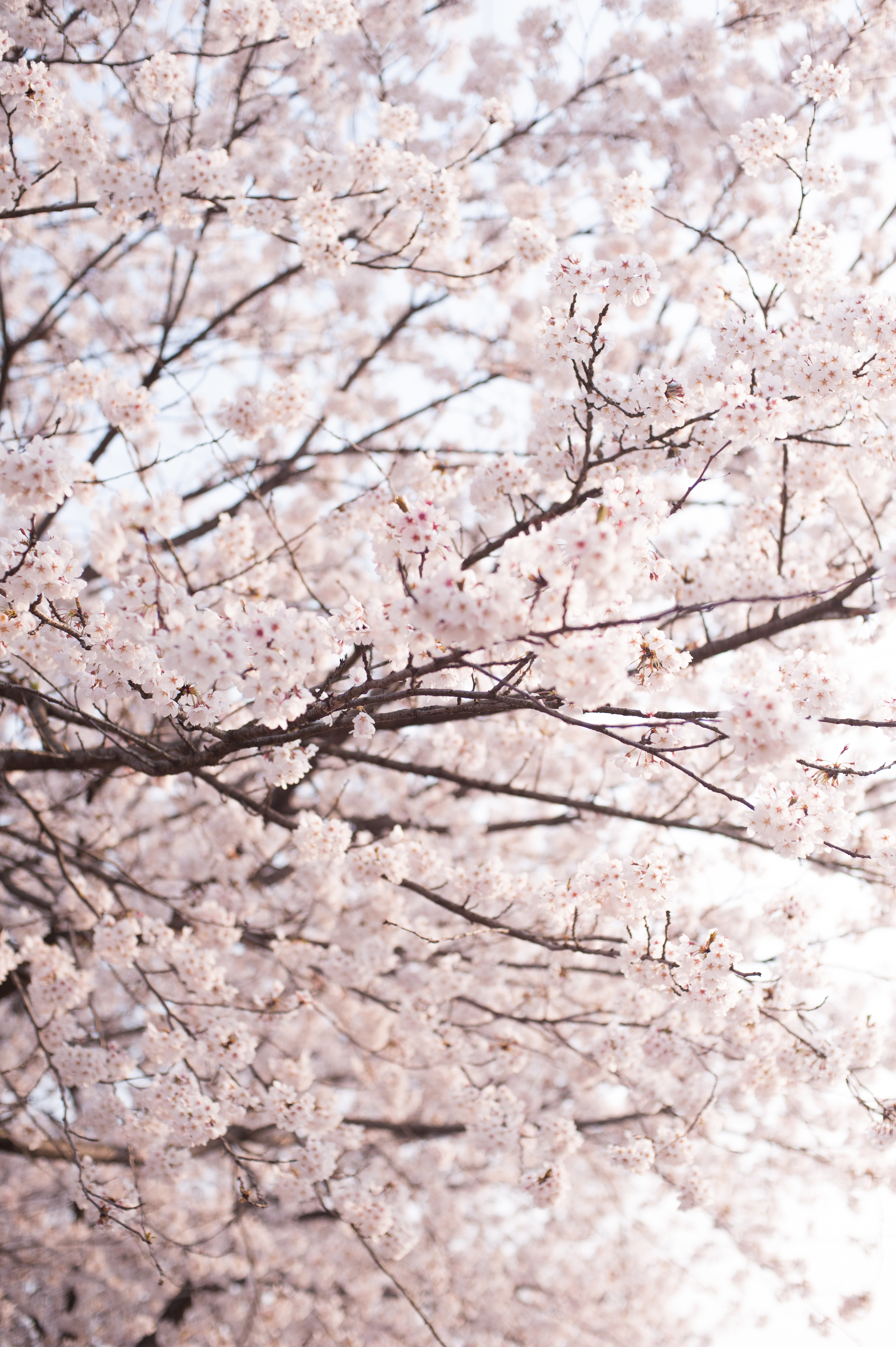 CherryBlossomsSouthKorea (2 of 5).jpg