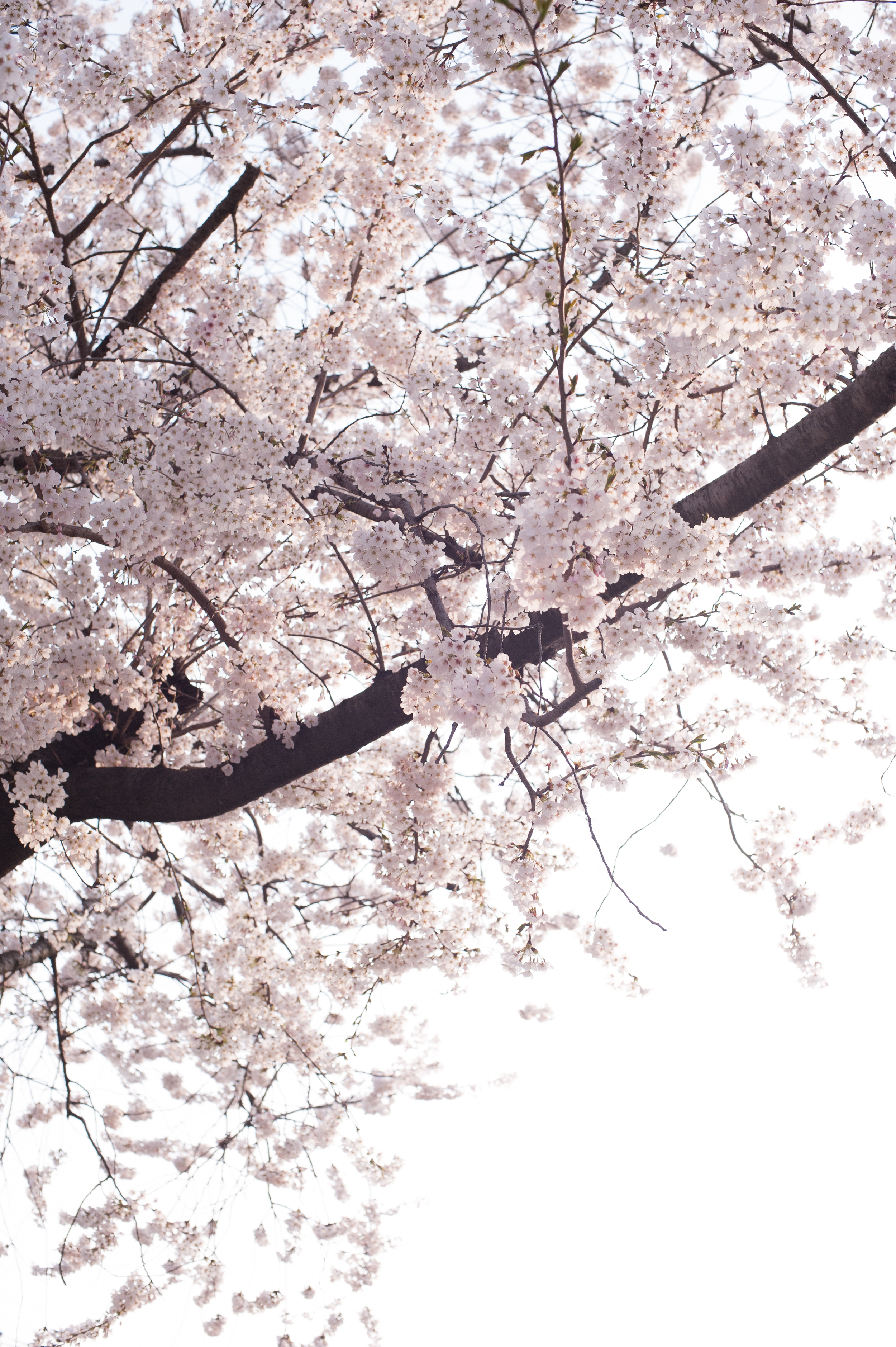 CherryBlossomsSouthKorea (1 of 5).jpg