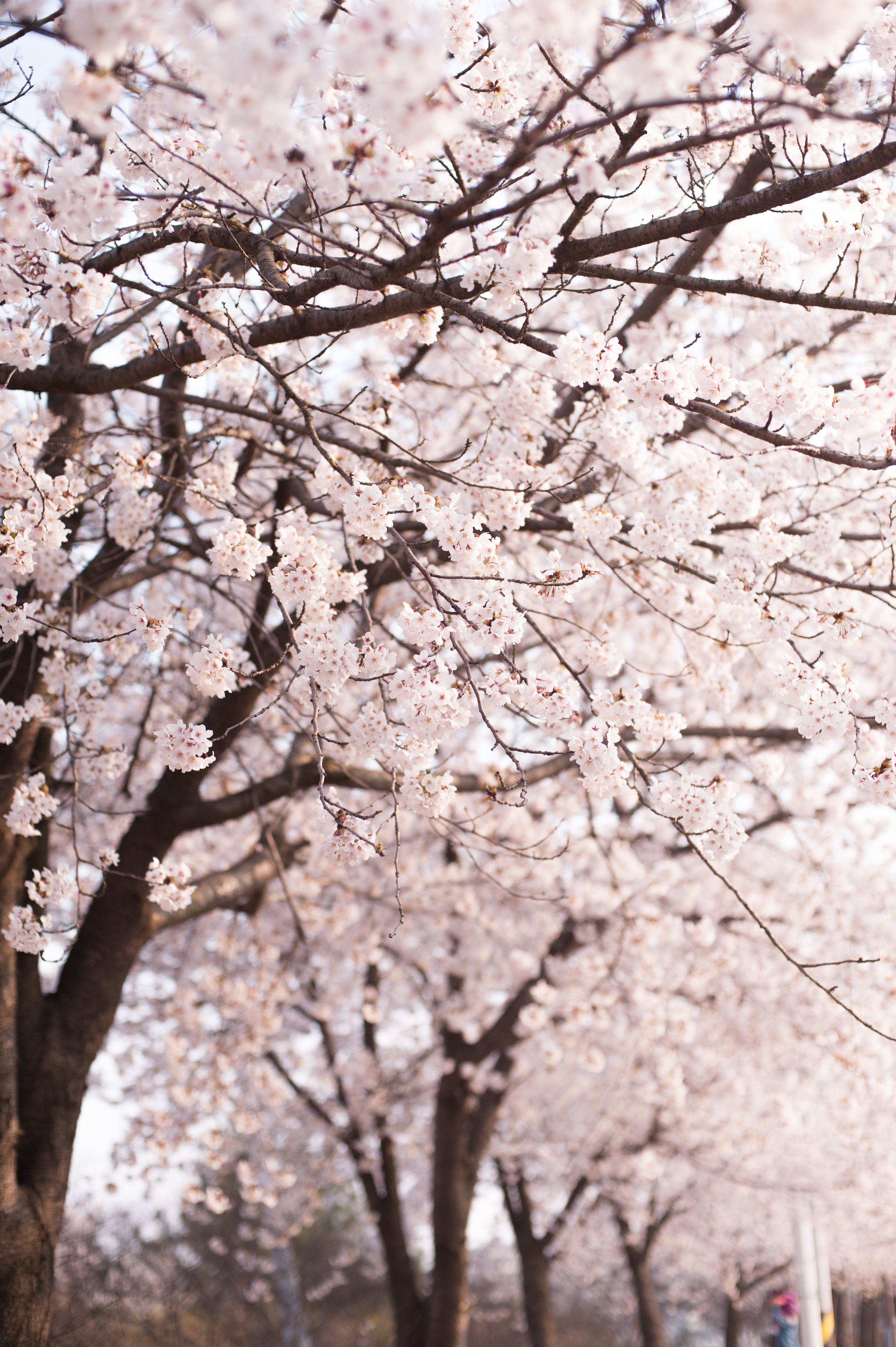 CherryBlossomsSouthKorea (3 of 5).jpg