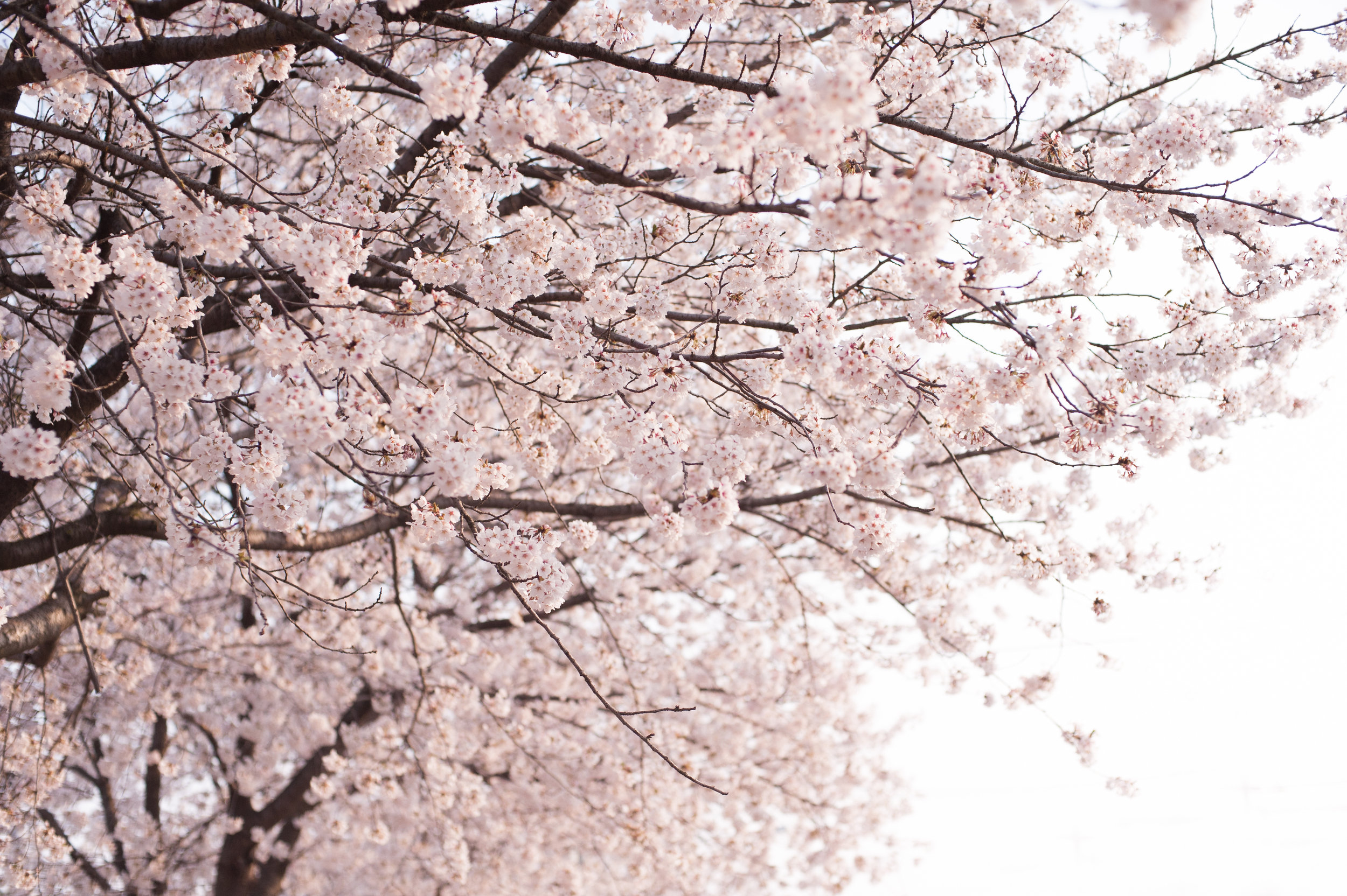 CherryBlossomsSouthKorea (4 of 5).jpg