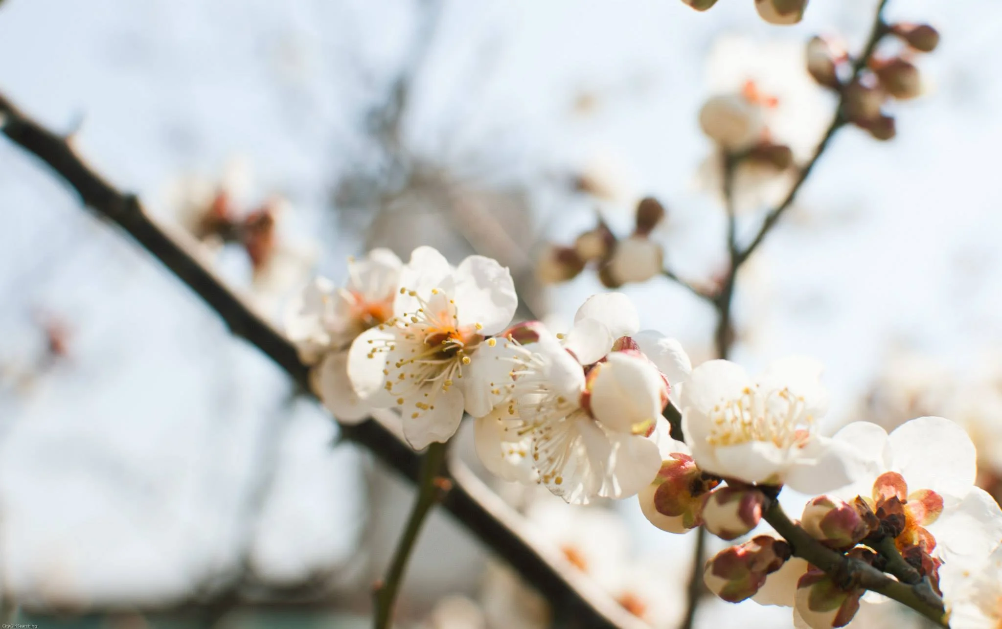 Cherry Blossoms in South Korea