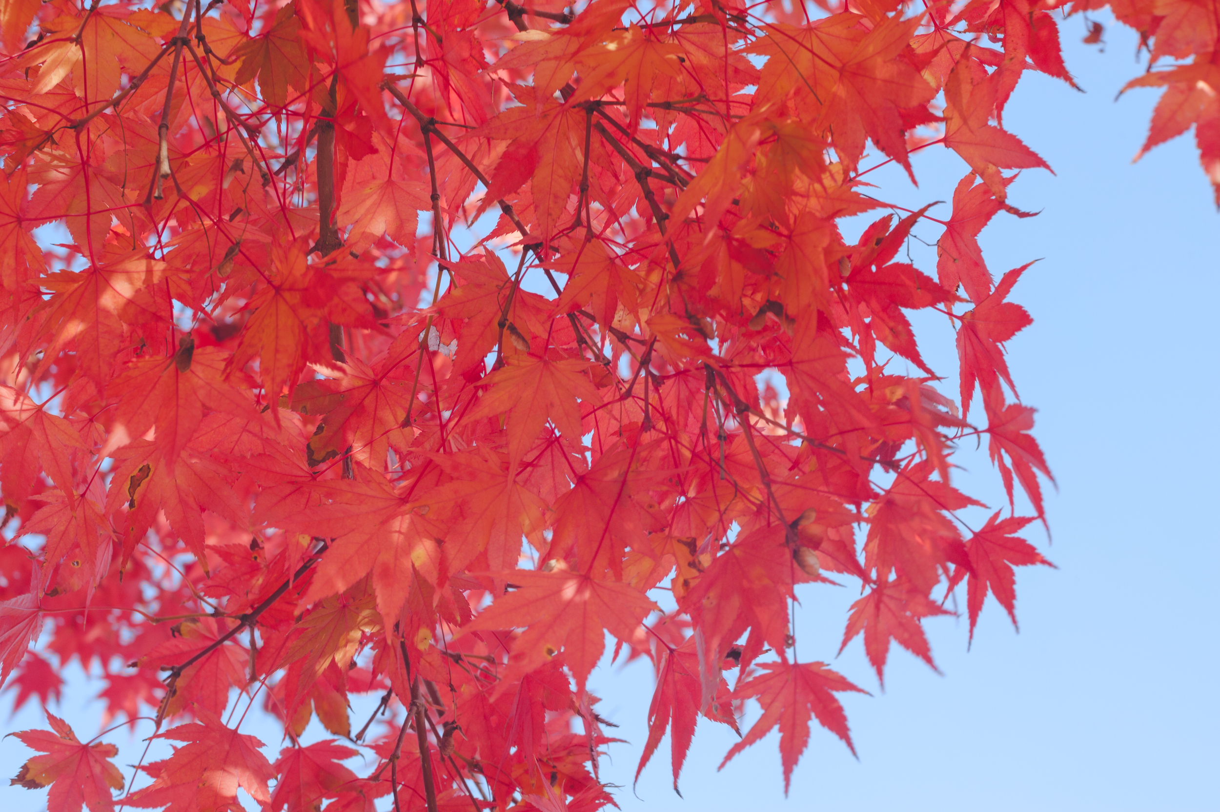 AutumnInKoreaSoenunsaParkFallLeaves (3 of 37).jpg