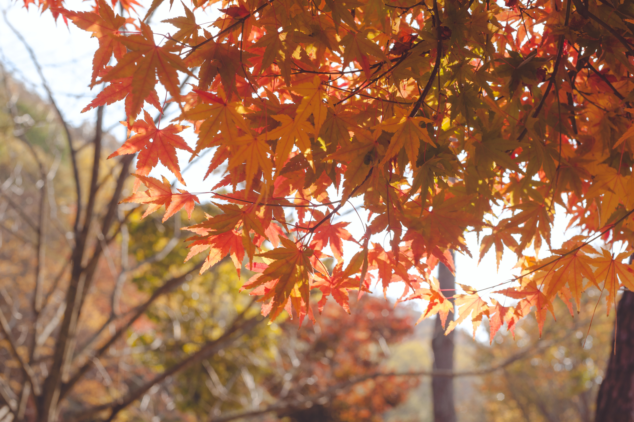 AutumnInKoreaSoenunsaParkFallLeaves (8 of 37).jpg