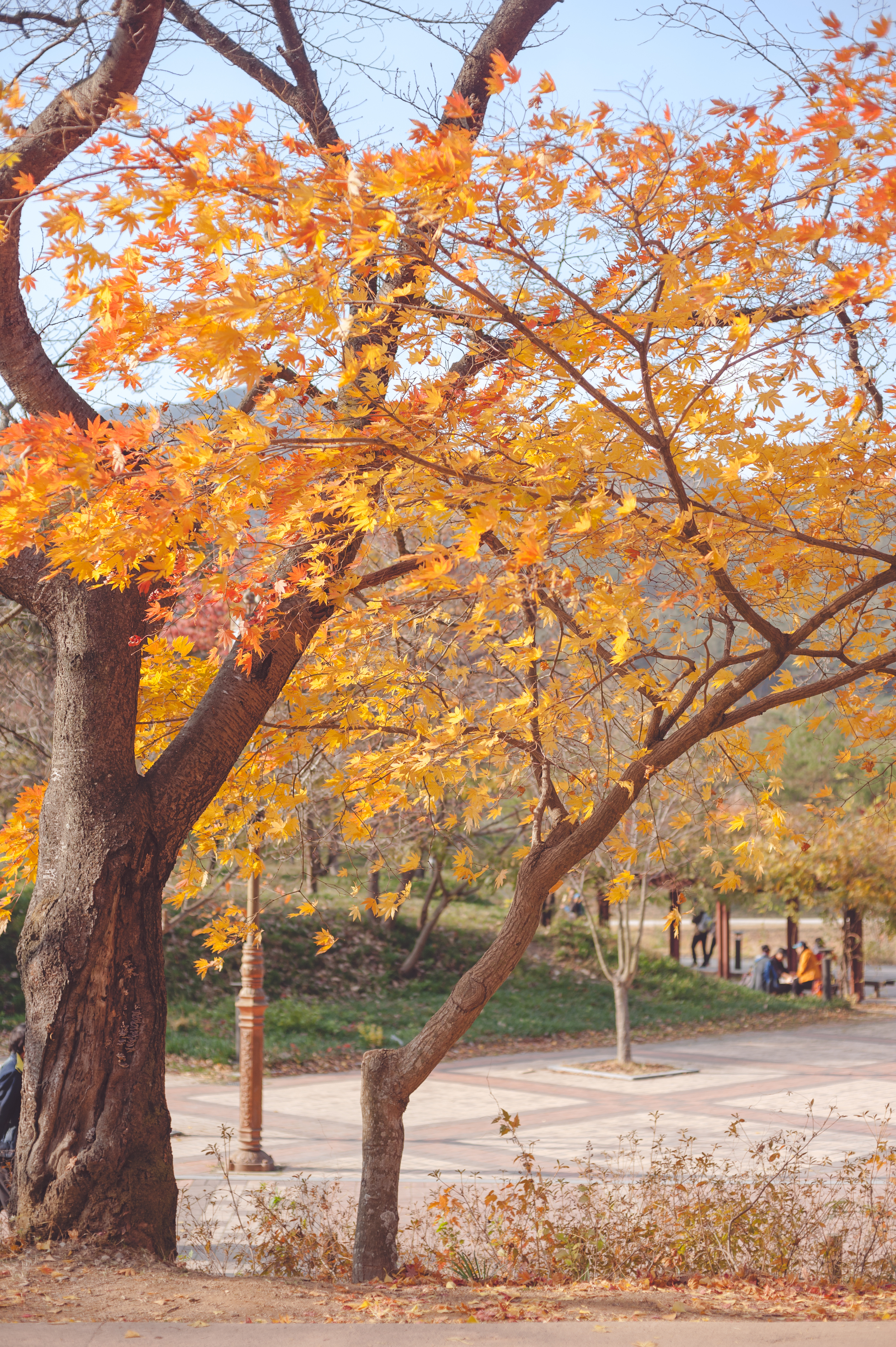 AutumnInKoreaSoenunsaParkFallLeaves (13 of 37).jpg