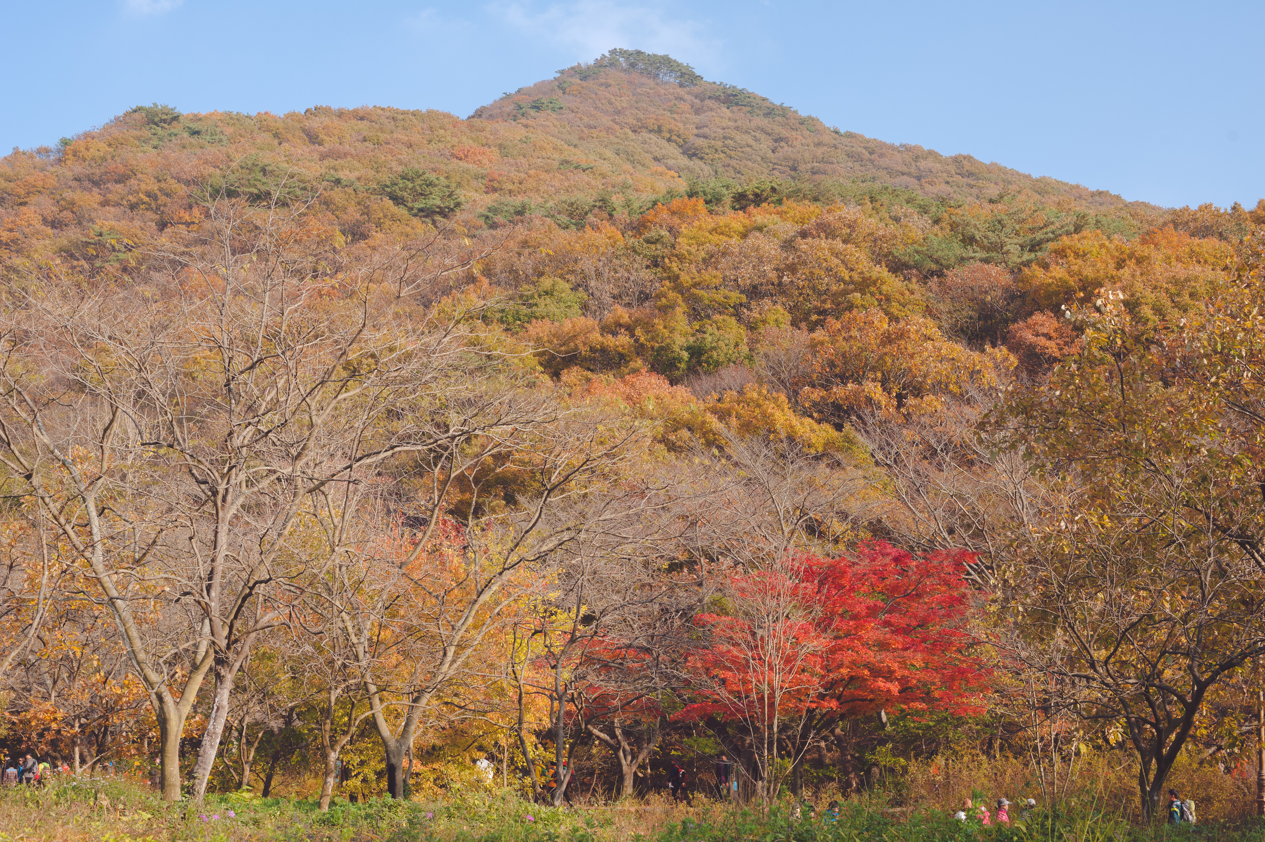 AutumnInKoreaSoenunsaParkFallLeaves (29 of 37).jpg