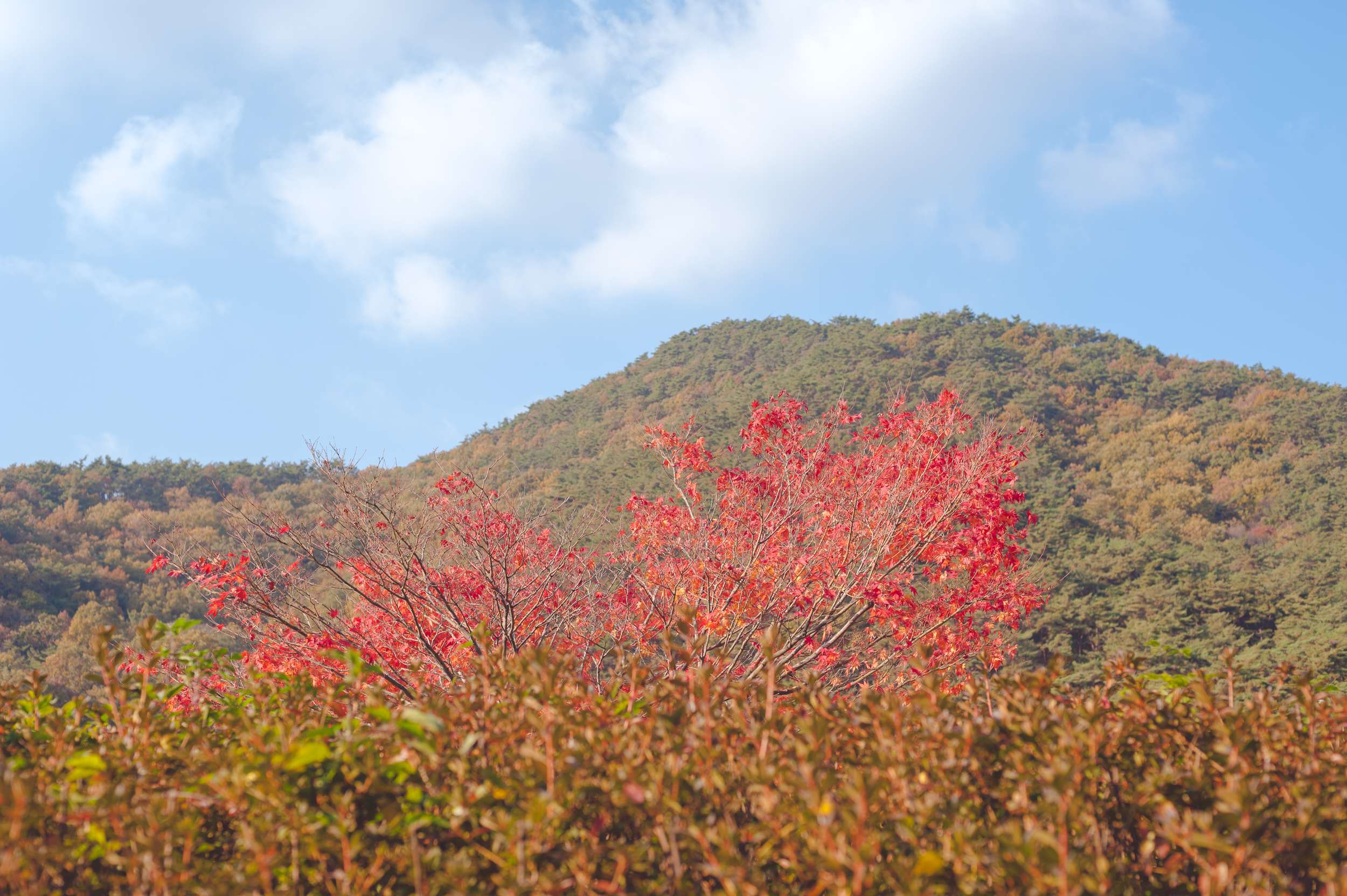 AutumnInKoreaSoenunsaParkFallLeaves (34 of 37).jpg