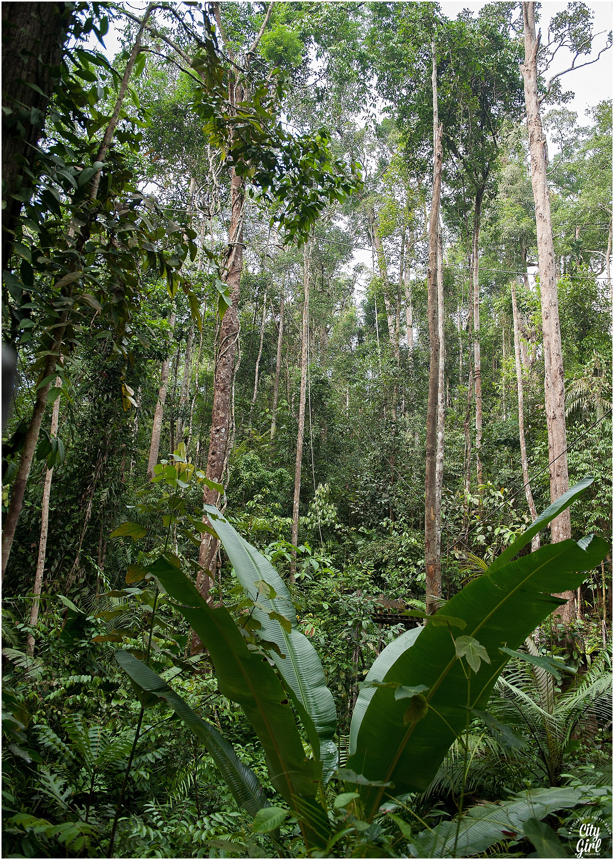 Semenggoh Orangutan Nature Reserve_0109.jpg