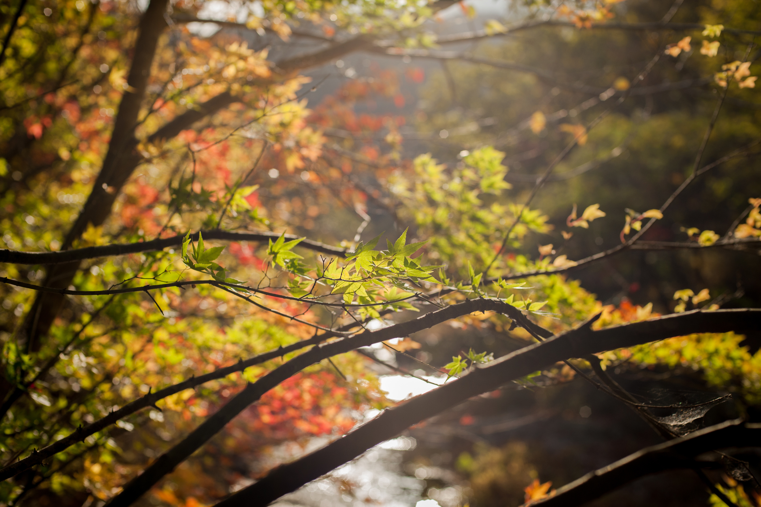 Naejangsan Autumn Fall Leaves Colours South Korea CityGirlSearching Photography (5 of 72).jpg