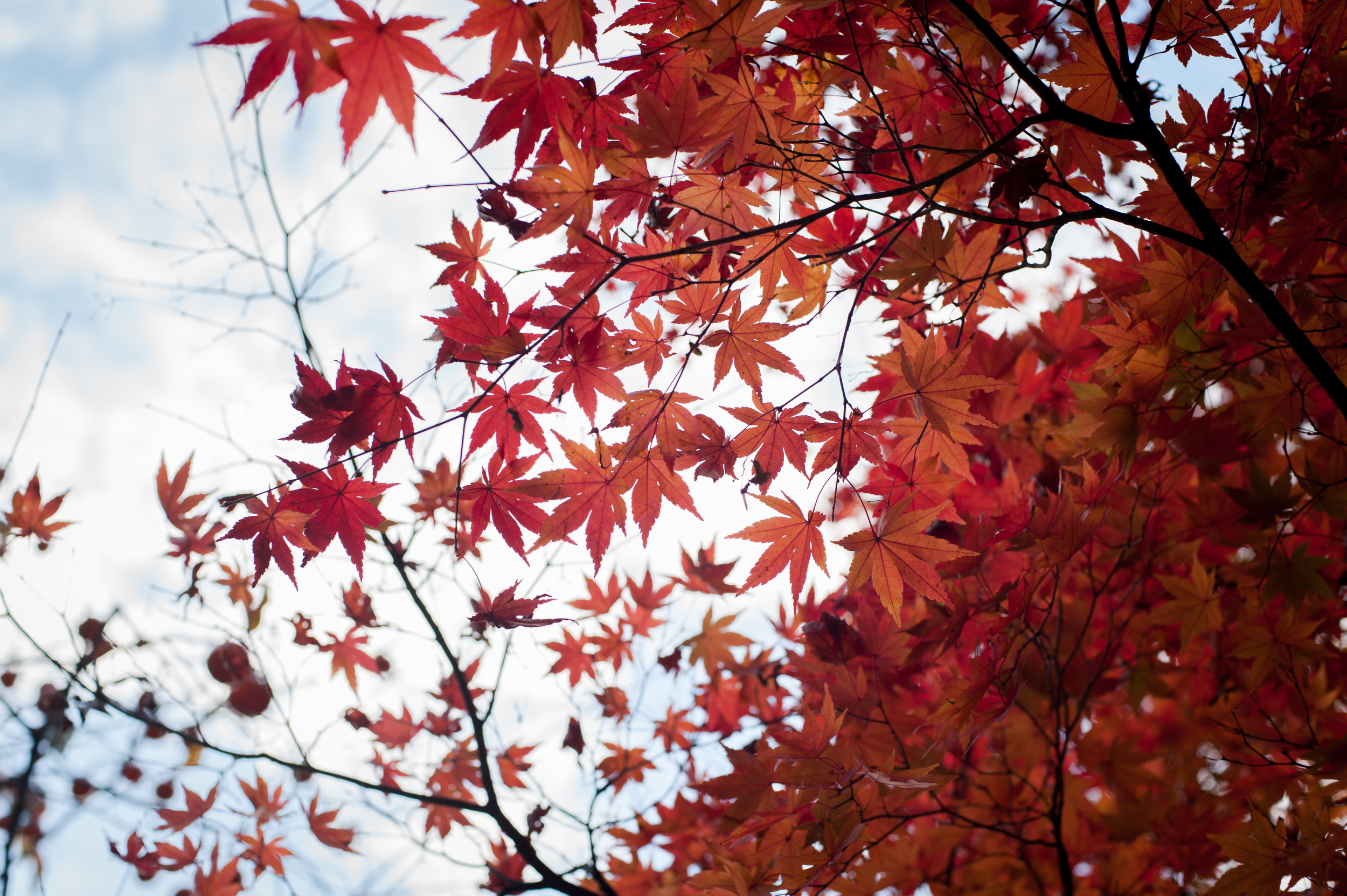 Naejangsan Autumn Fall Leaves Colours South Korea CityGirlSearching Photography (8 of 72).jpg