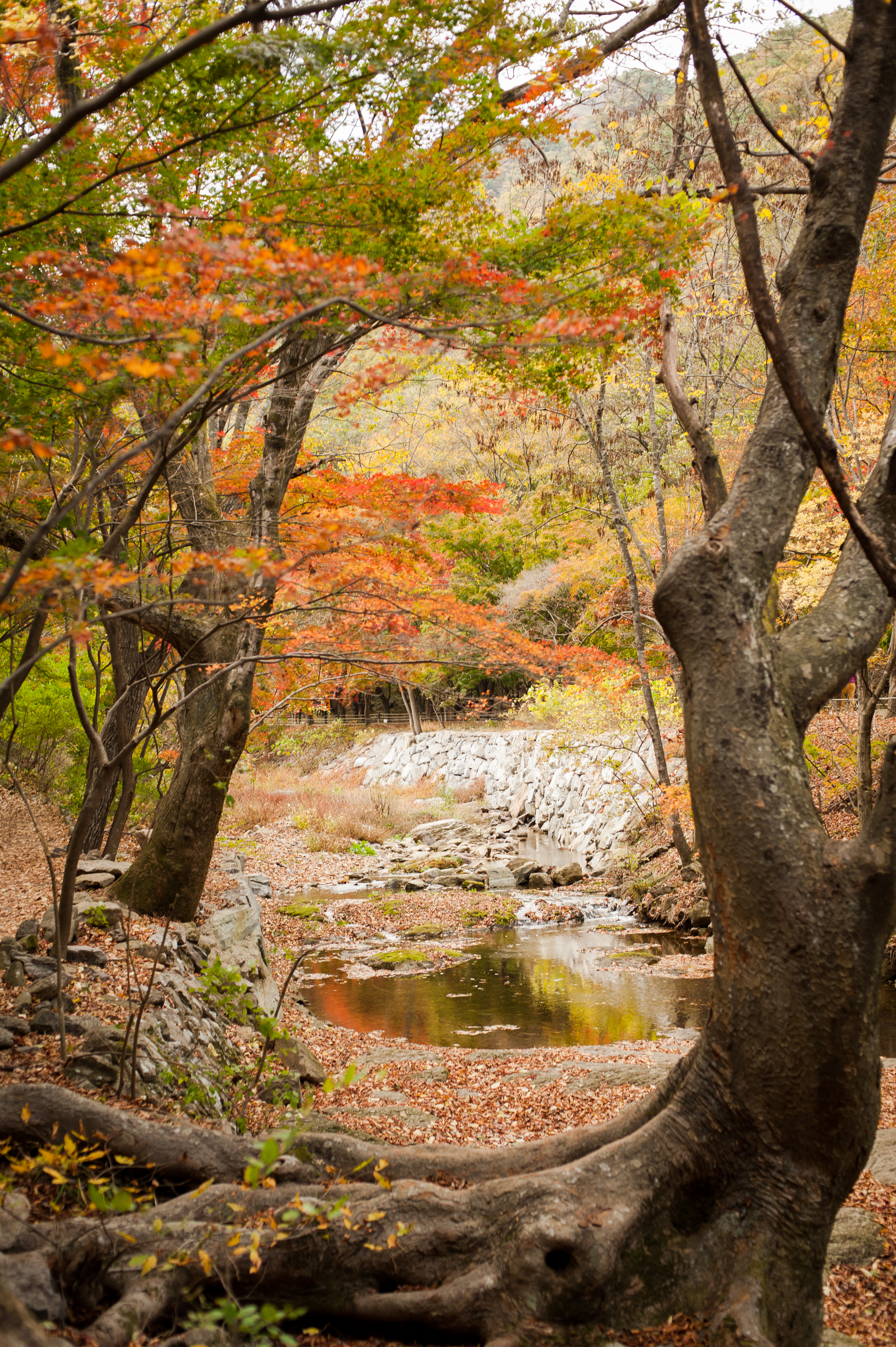 Naejangsan Autumn Fall Leaves Colours South Korea CityGirlSearching Photography (21 of 72).jpg