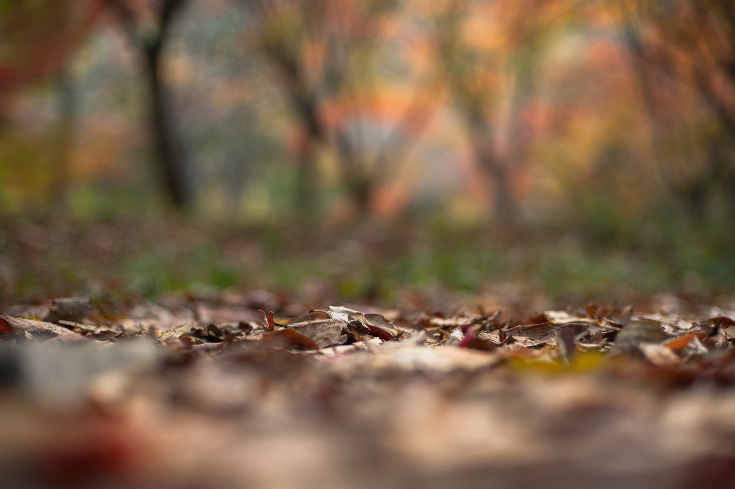 Naejangsan Autumn Fall Leaves Colours South Korea CityGirlSearching Photography (54 of 72).jpg