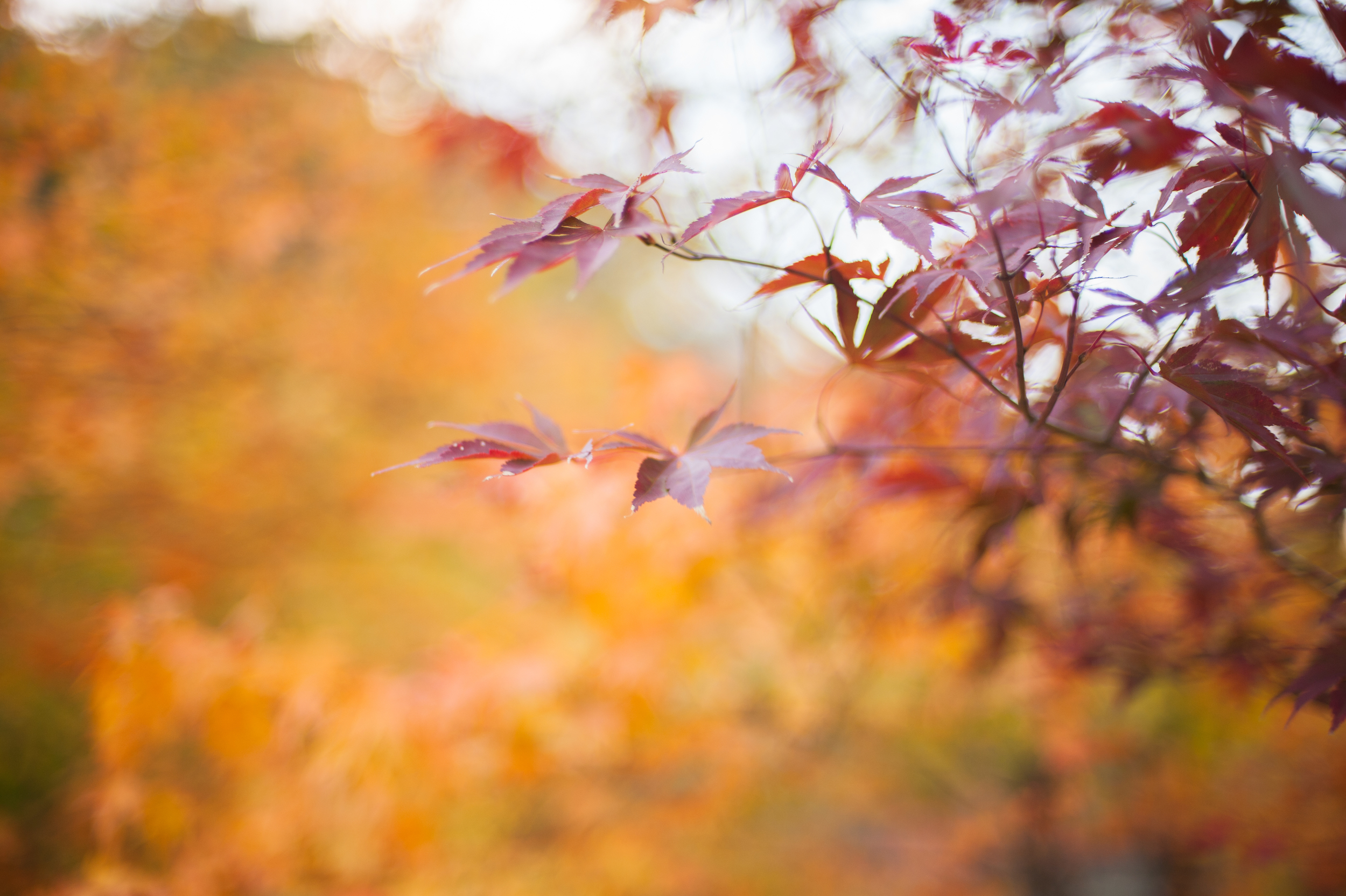 Naejangsan Autumn Fall Leaves Colours South Korea CityGirlSearching Photography (70 of 72).jpg