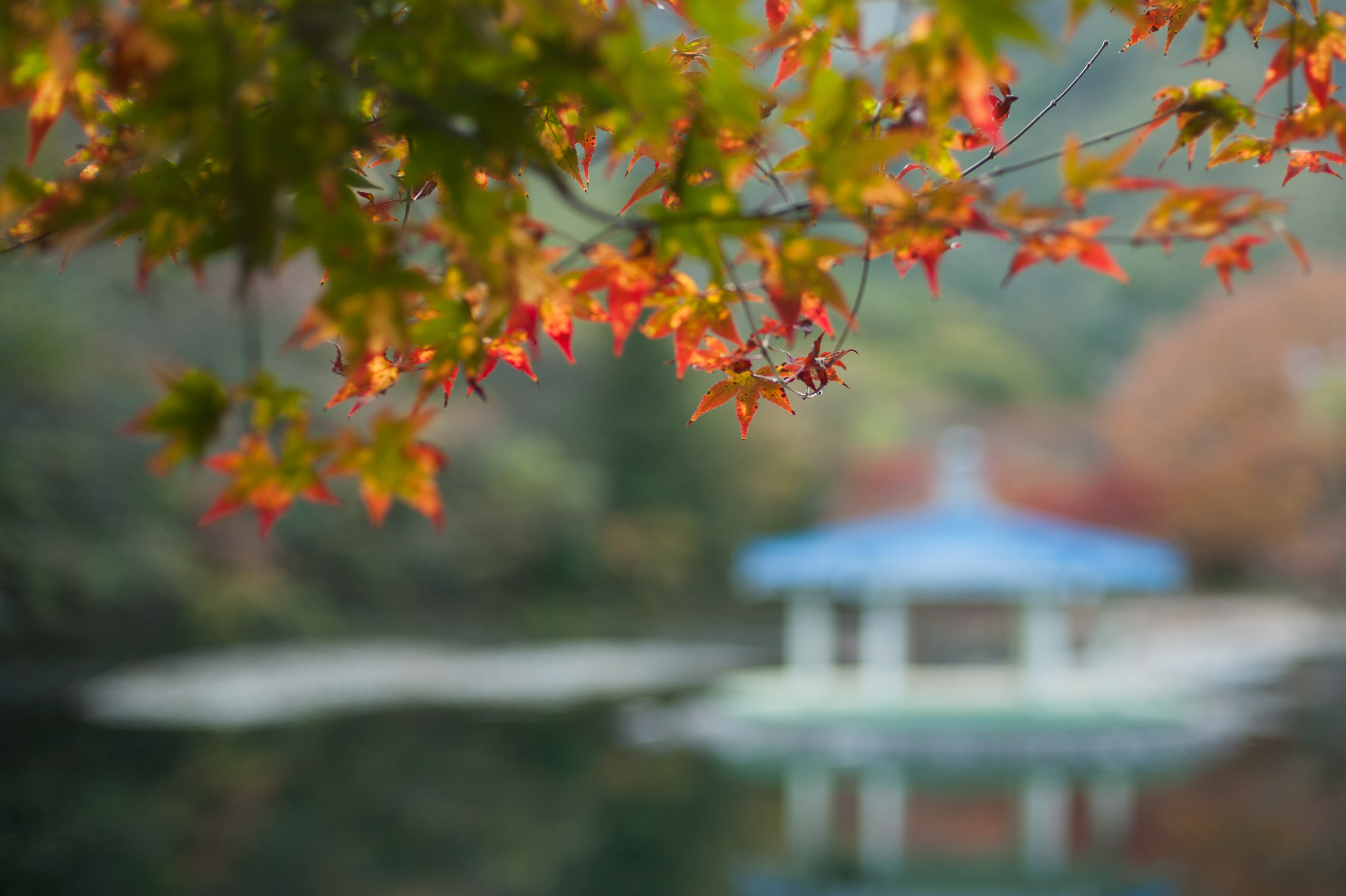 Naejangsan Autumn Fall Leaves Colours South Korea CityGirlSearching Photography (58 of 72).jpg