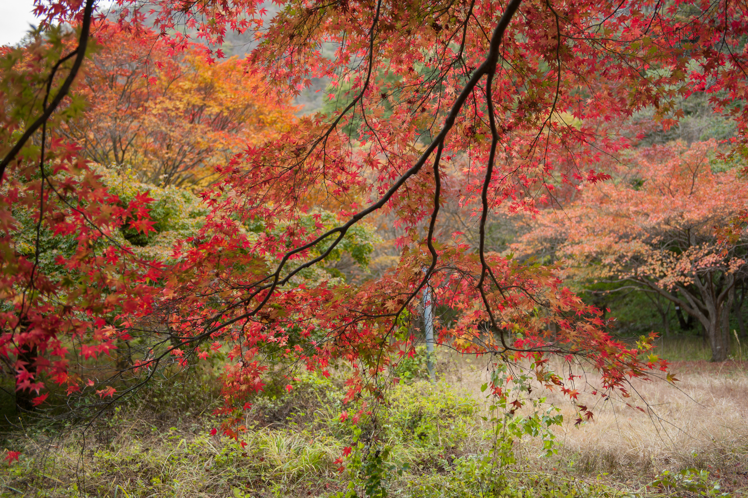 Naejangsan Autumn Fall Leaves Colours South Korea CityGirlSearching Photography (47 of 72).jpg