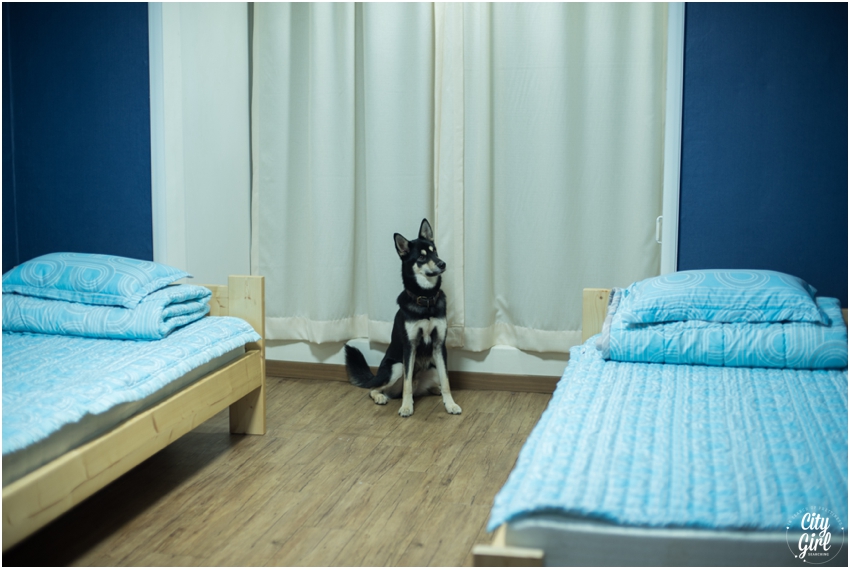 Dog Friendly Accomodation in Gwangju Hertz Guesthouse CityGirlSearching (2 of 34).jpg
