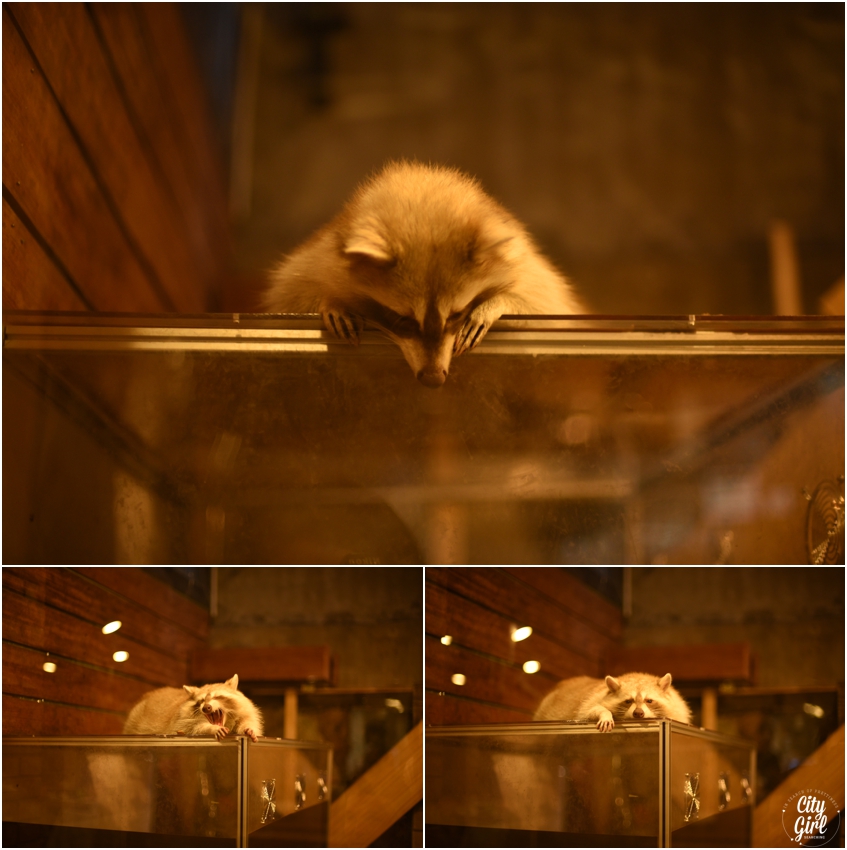 Blind Alley Racoon Cafe Seoul Things to do in Seoul Korea (7 of 43).jpg