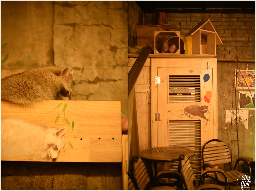 Blind Alley Racoon Cafe Seoul Things to do in Seoul Korea (33 of 43).jpg