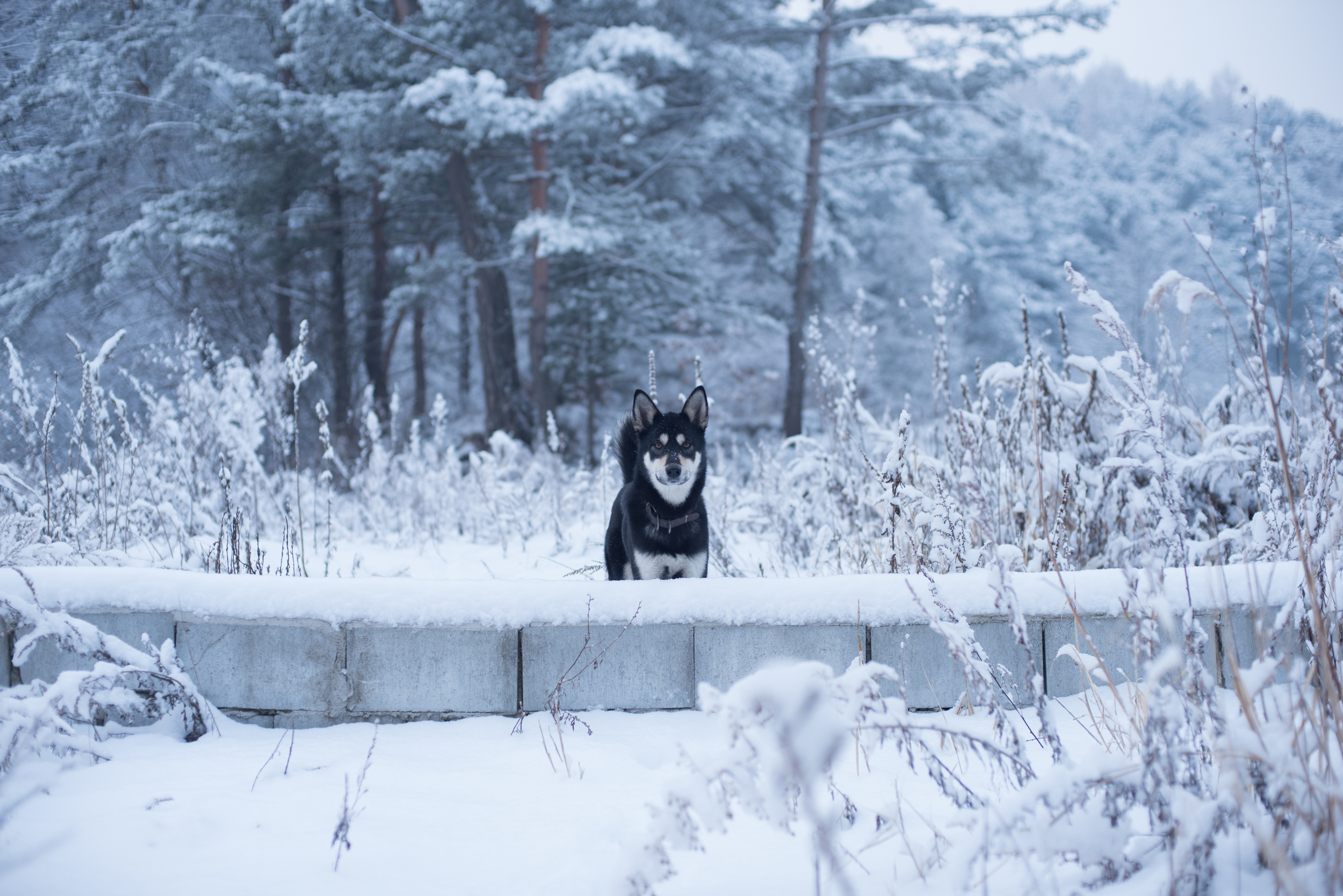 ArtInIslandPyeongChangDogFriendly Wooden Cabin Korea (59 of 258).JPG