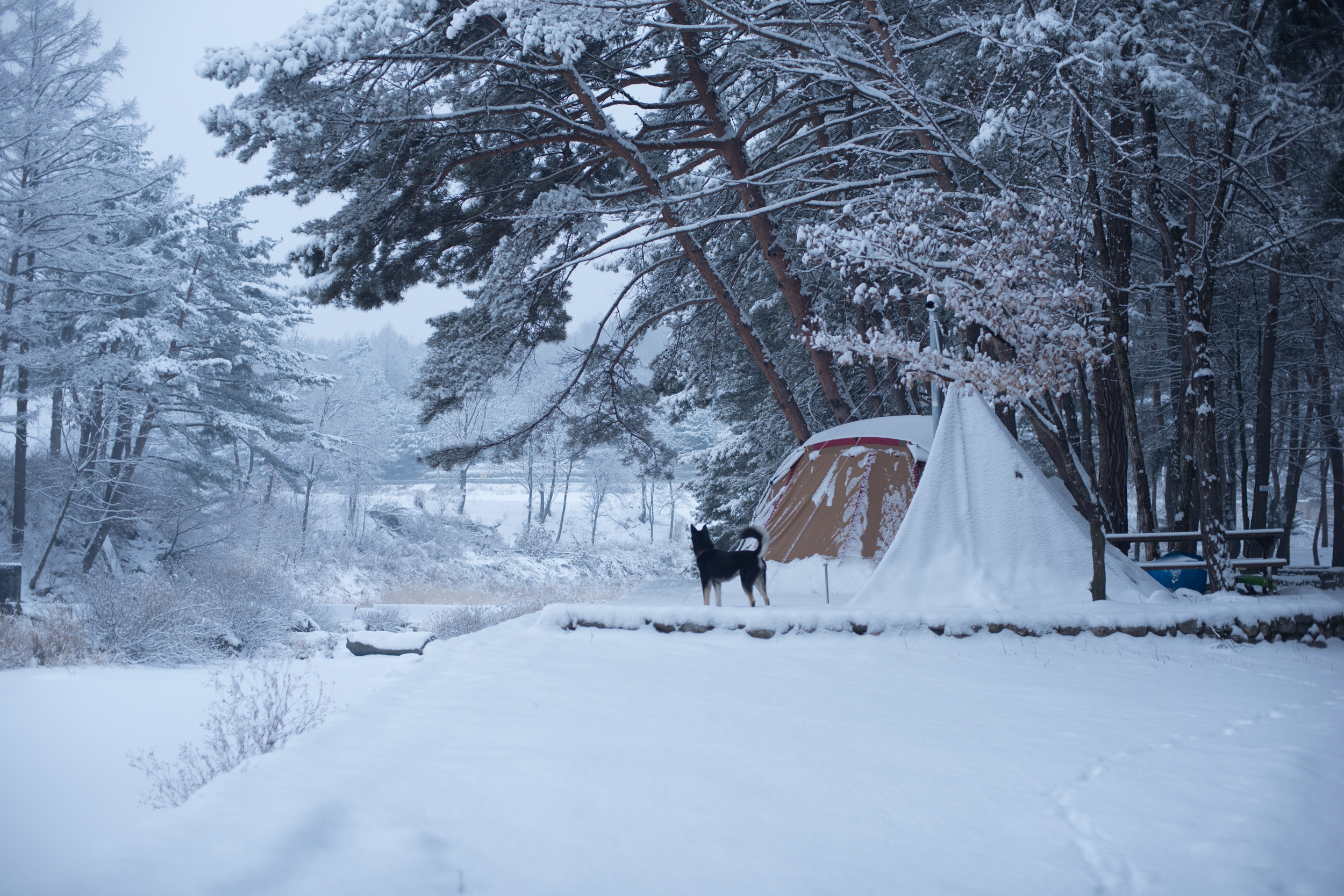 ArtInIslandPyeongChangDogFriendly Wooden Cabin Korea (100 of 258).JPG