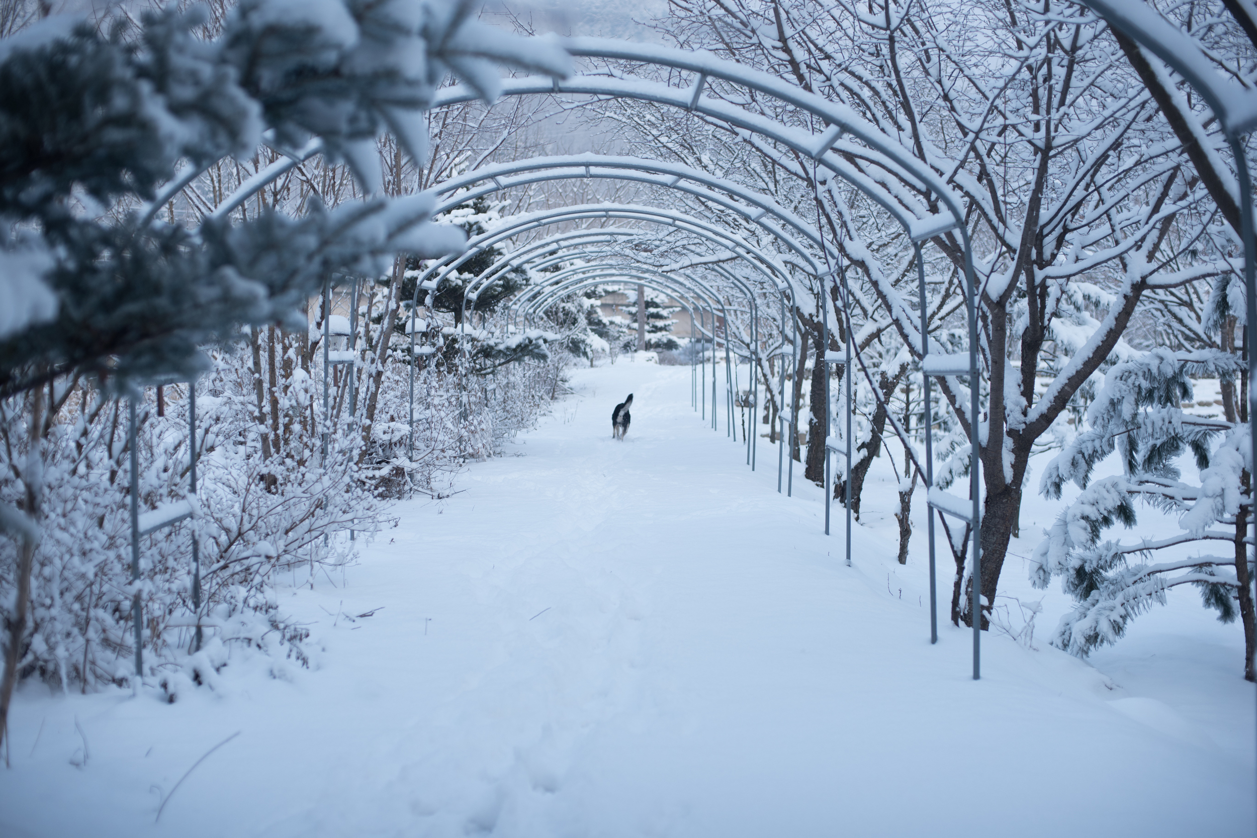 ArtInIslandPyeongChangDogFriendly Wooden Cabin Korea (155 of 258).JPG