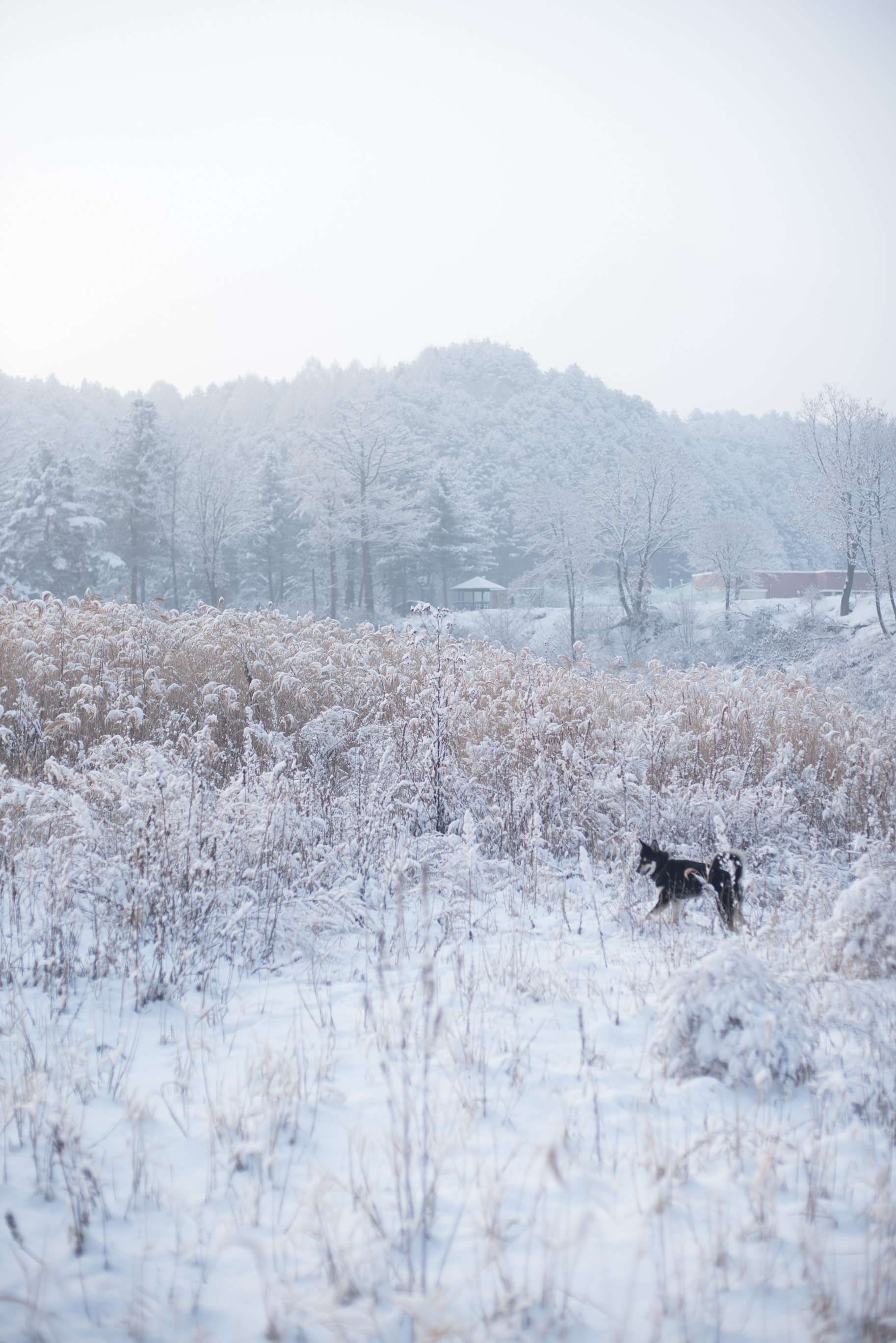 ArtInIslandPyeongChangDogFriendly Wooden Cabin Korea (171 of 258).JPG