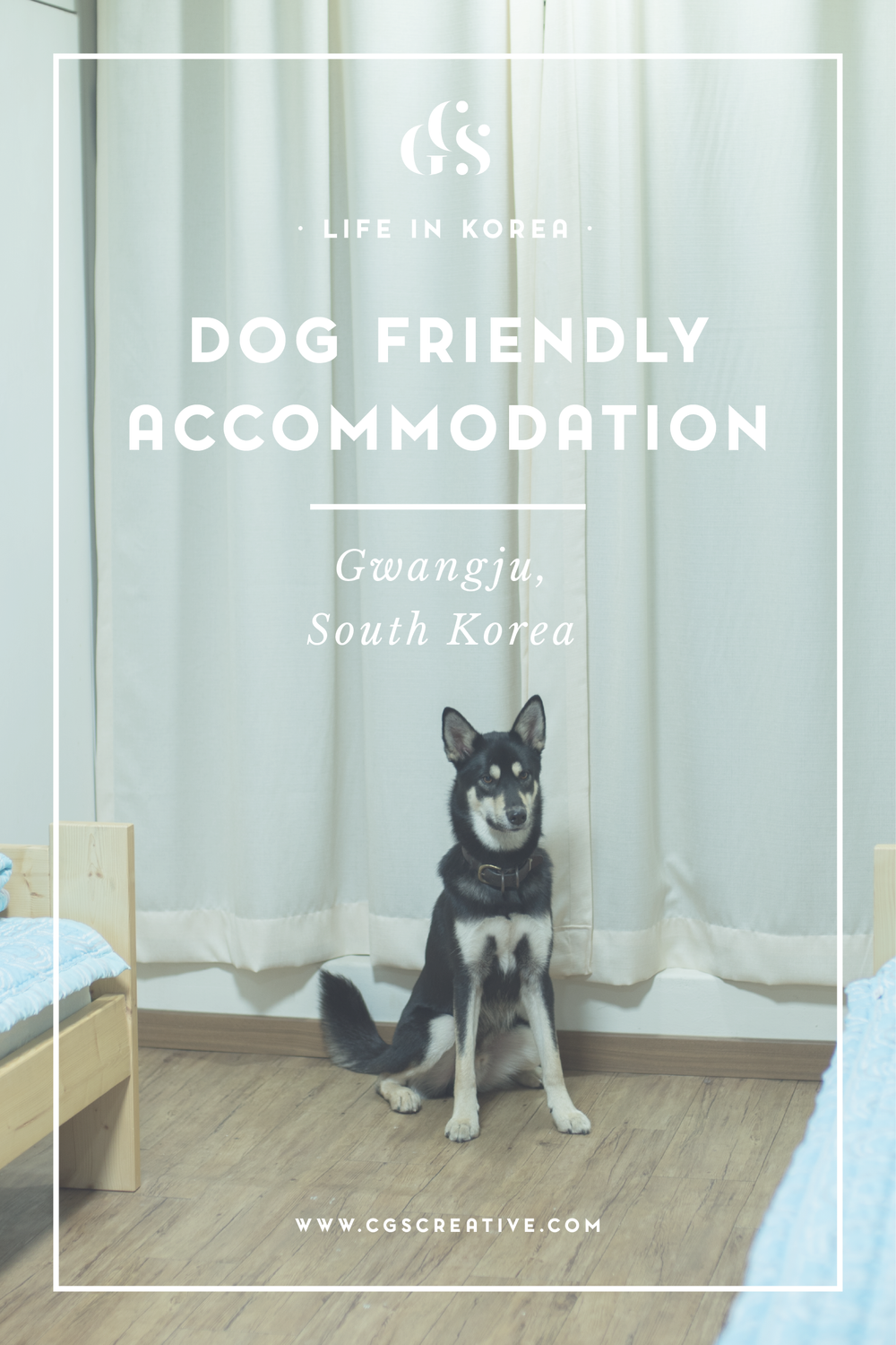 Is South Korea Dog Friendly