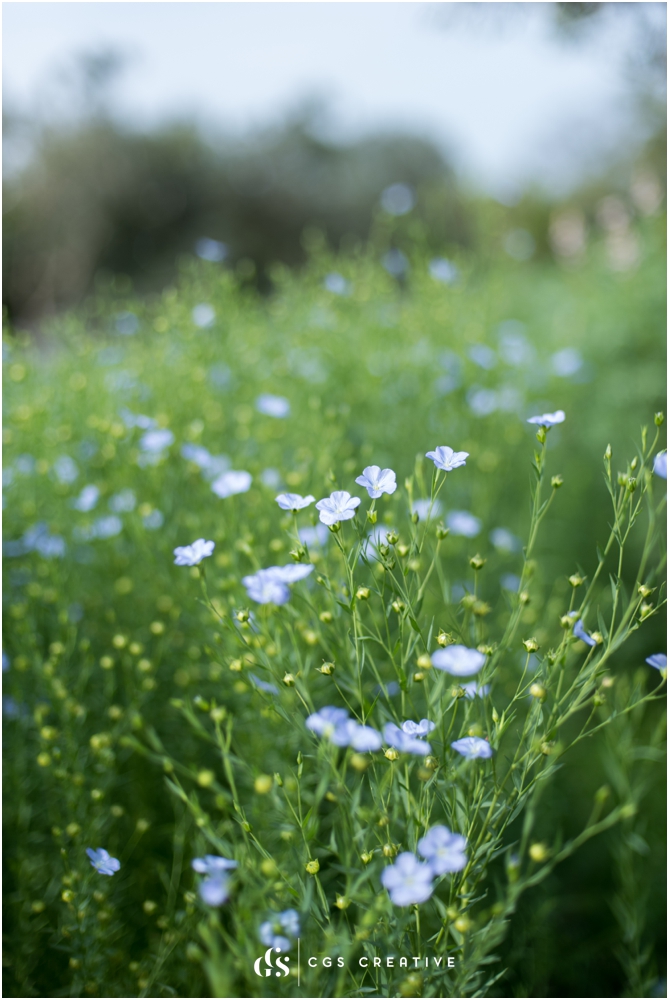 Babylonstoren Things to do in Cape Town by CGScreative Roxy Hutton (279 of 205).JPG