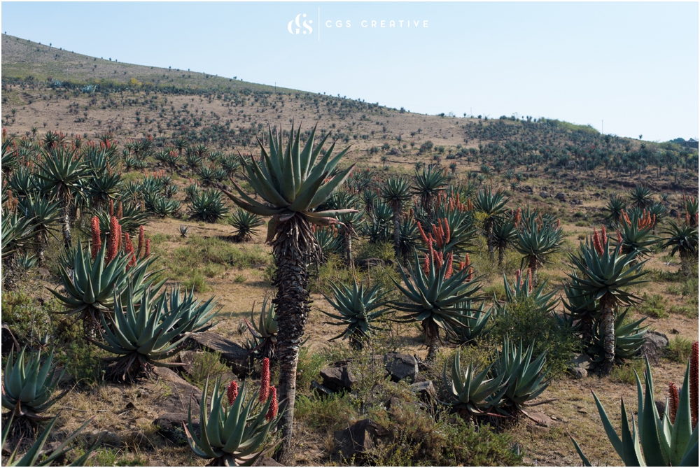 Creighton Steam Train Trip through Aloes by Roxy Hutton CGScreative (73 of 137).jpg