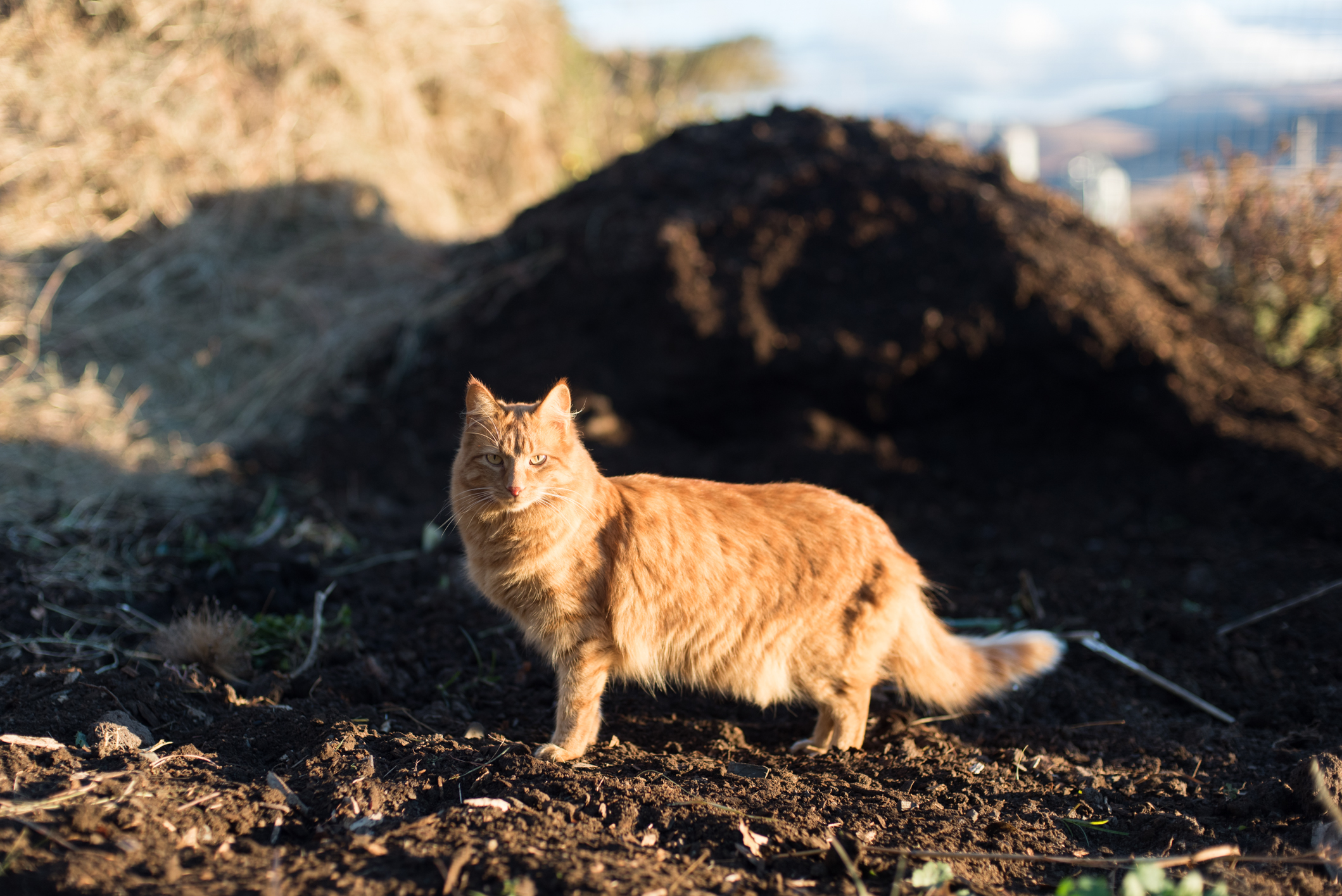 Vegetable Garden Farmboy & CityGirl July 2018 (4 of 27).jpg