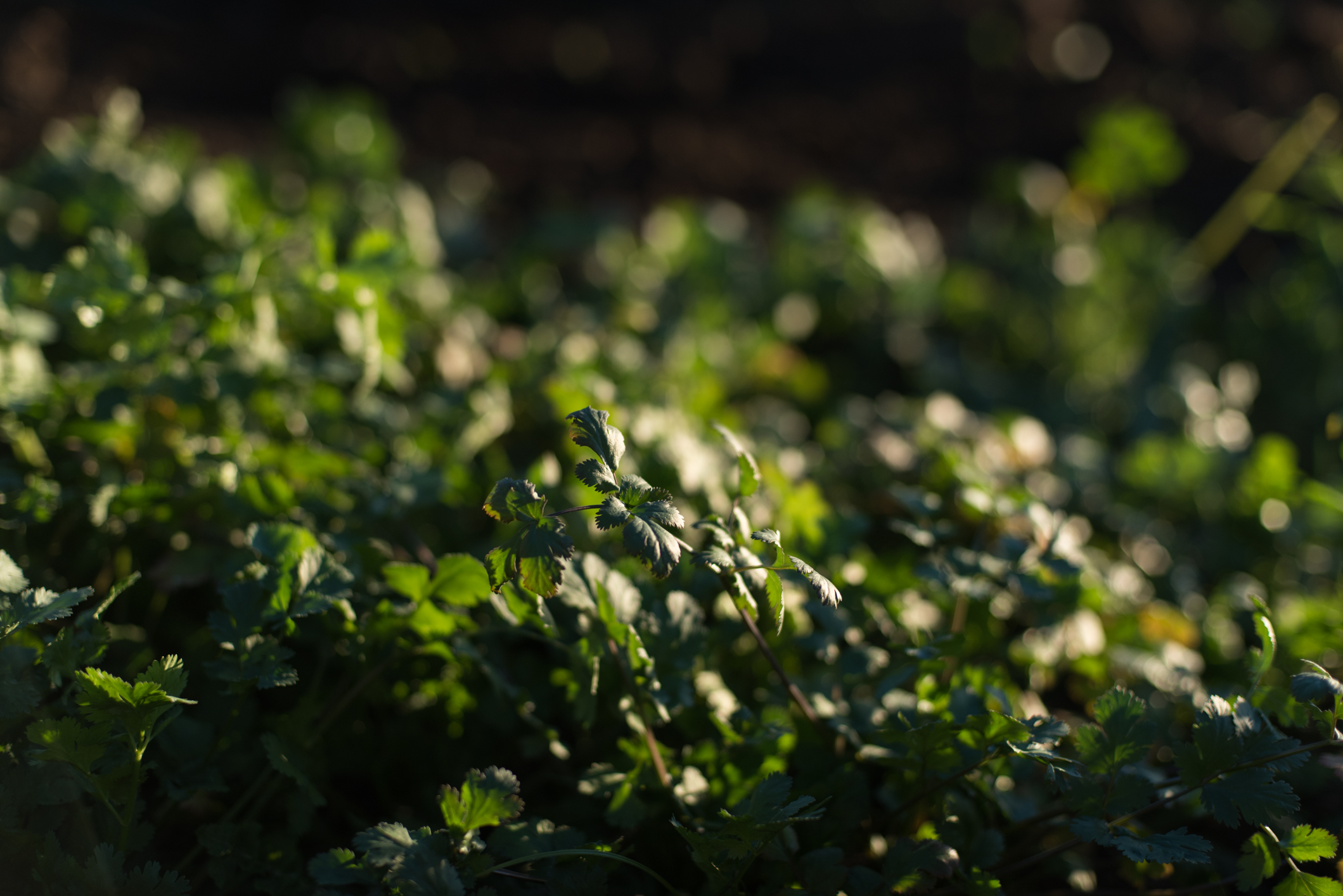 Vegetable Garden Farmboy & CityGirl July 2018 (2 of 27).jpg