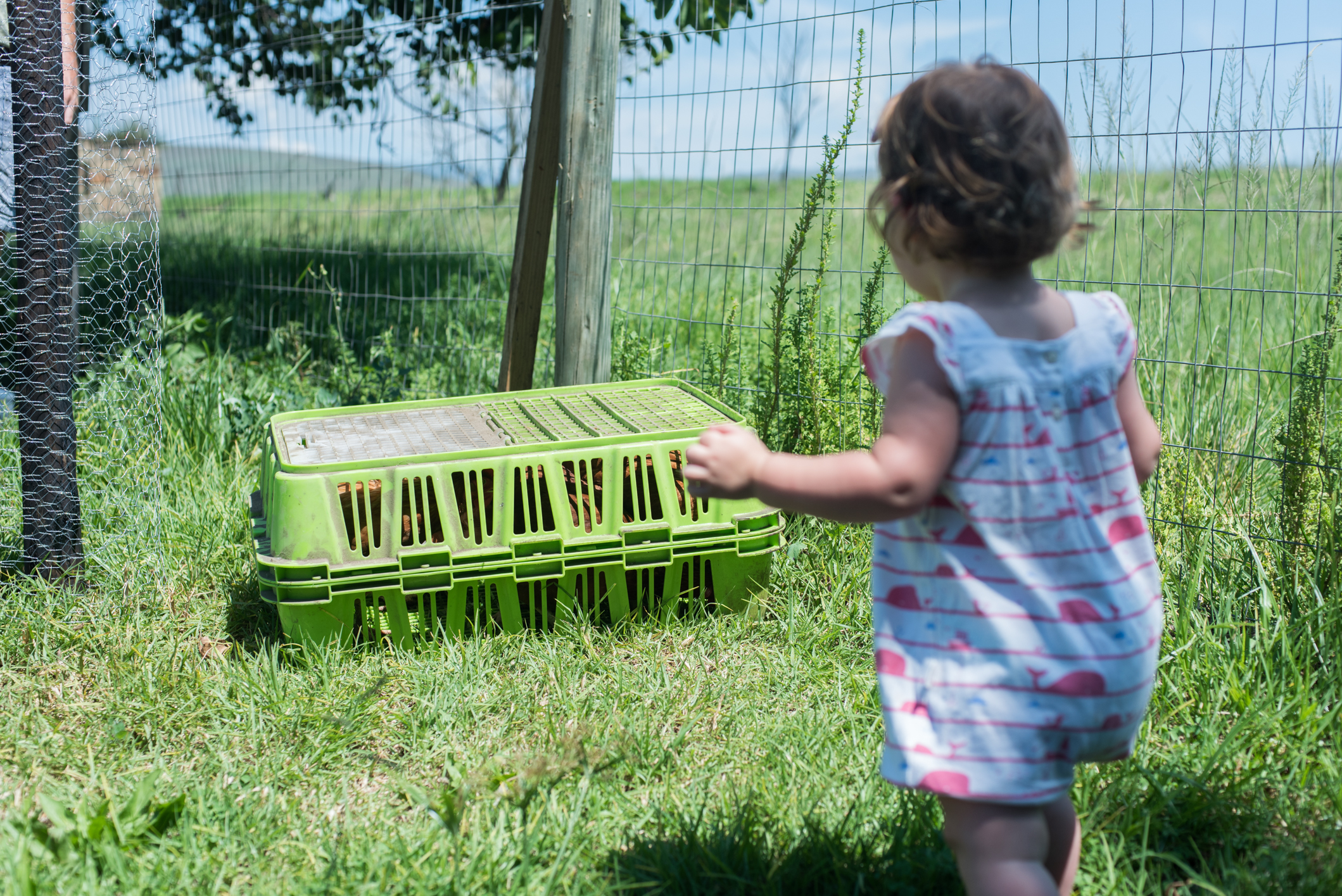 Farmboy CityGirl Pink Chicken Coop Chicken House DIY (4 of 28).jpg