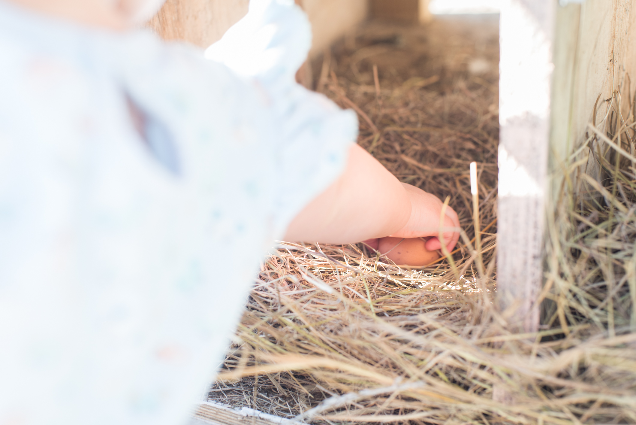 Farmboy CityGirl Pink Chicken Coop Chicken House DIY (13 of 28).jpg