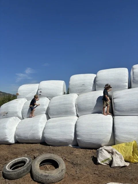 Red Shed Reggio lesson ideas letter H horses2013 1.jpeg