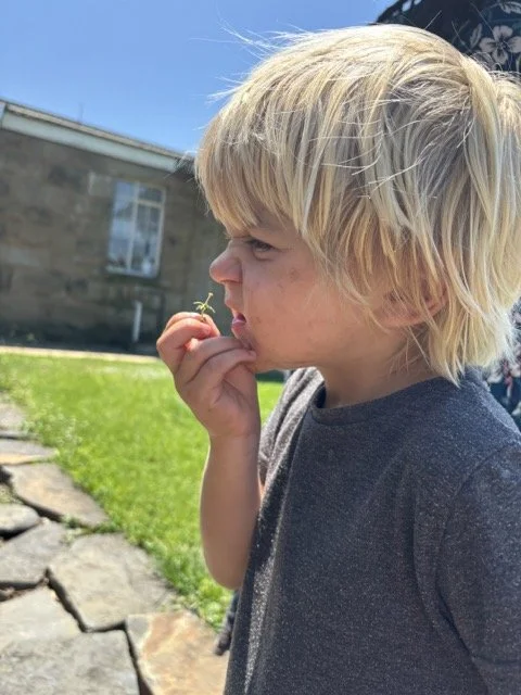 Red Shed Reggio lesson ideas letter H horses1929 1.jpeg