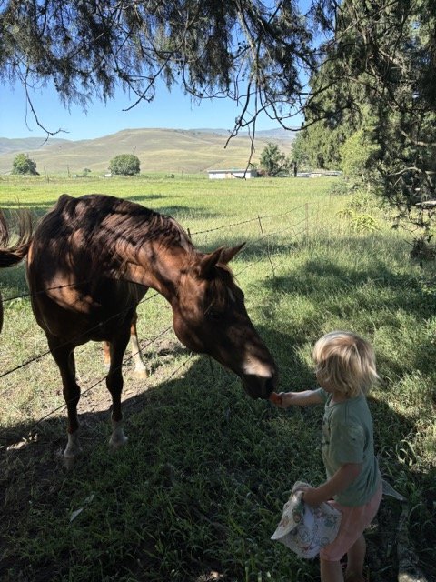 Red Shed Reggio lesson ideas letter H horses1971 1.jpeg