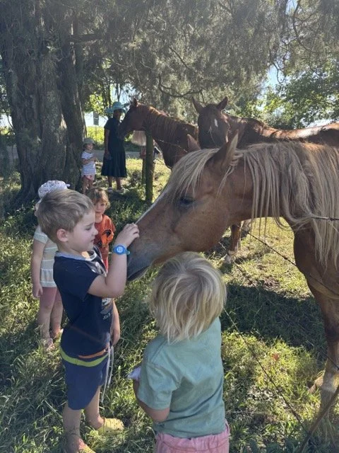 Red Shed Reggio lesson ideas letter H horses1983 1.jpeg