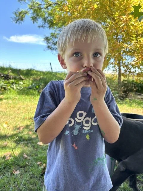 Red Shed Reggio lesson ideas letter H horses2029 1.jpeg