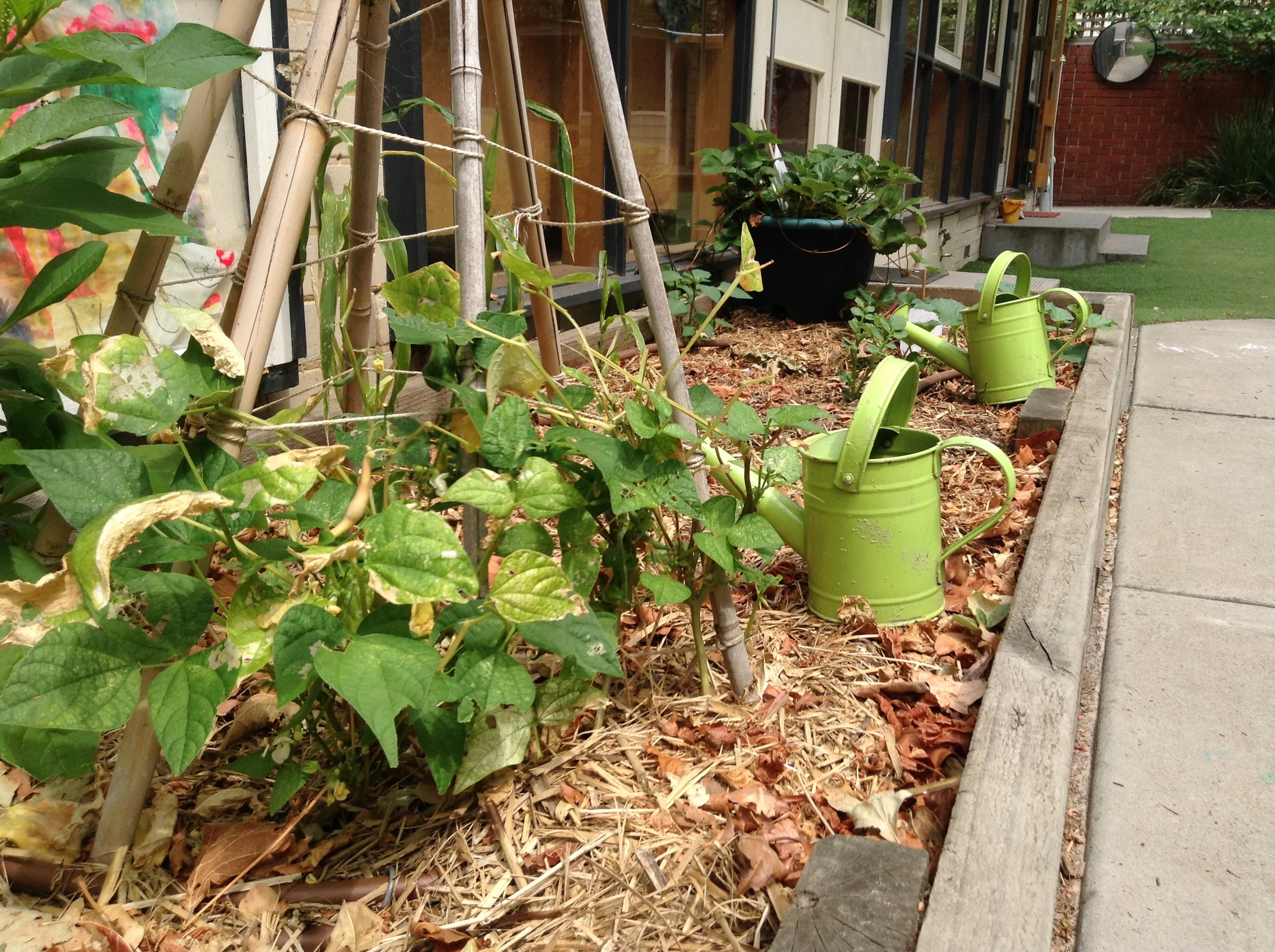 Our Kindergarten vegetable patch