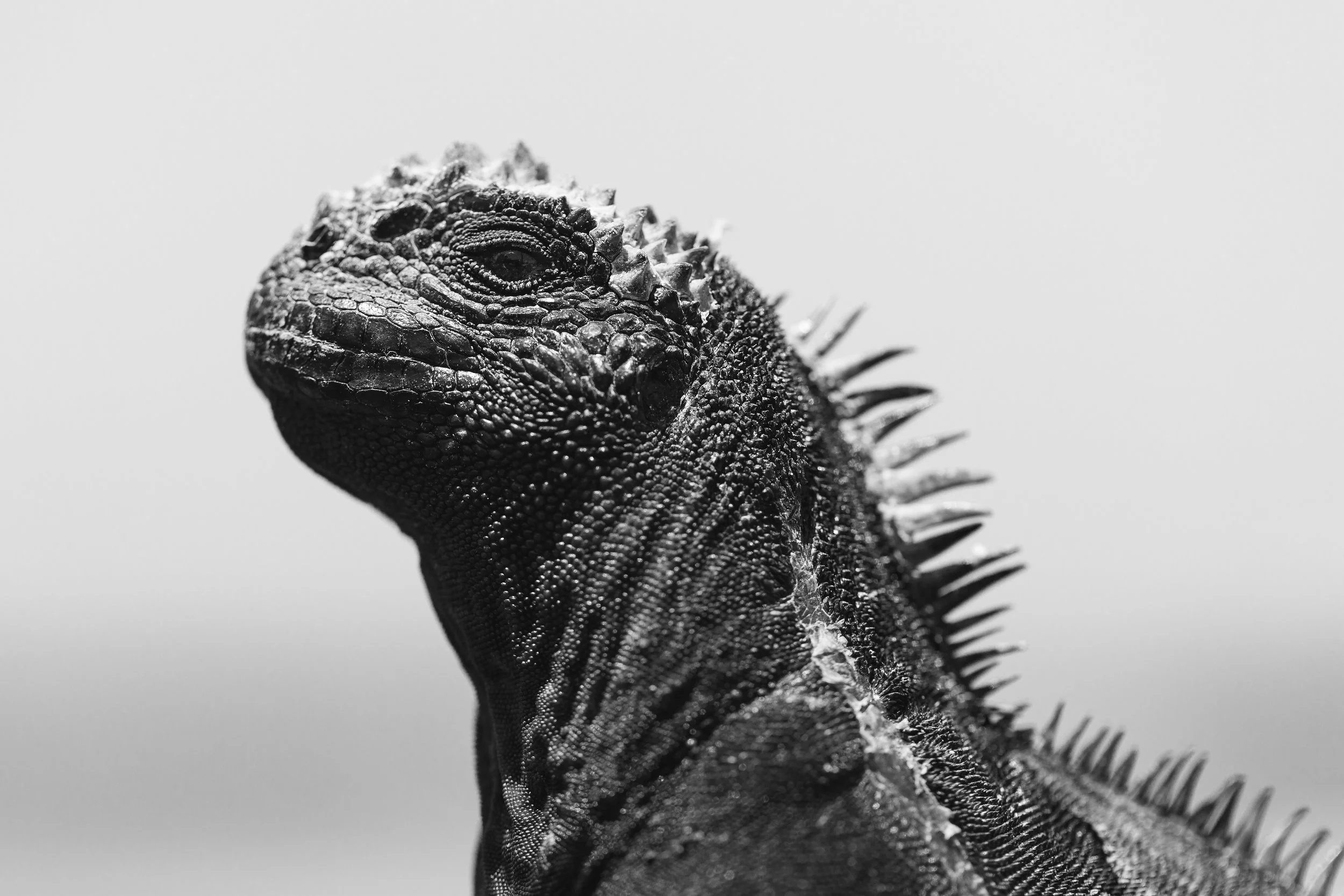 bw iguana macro face.jpg