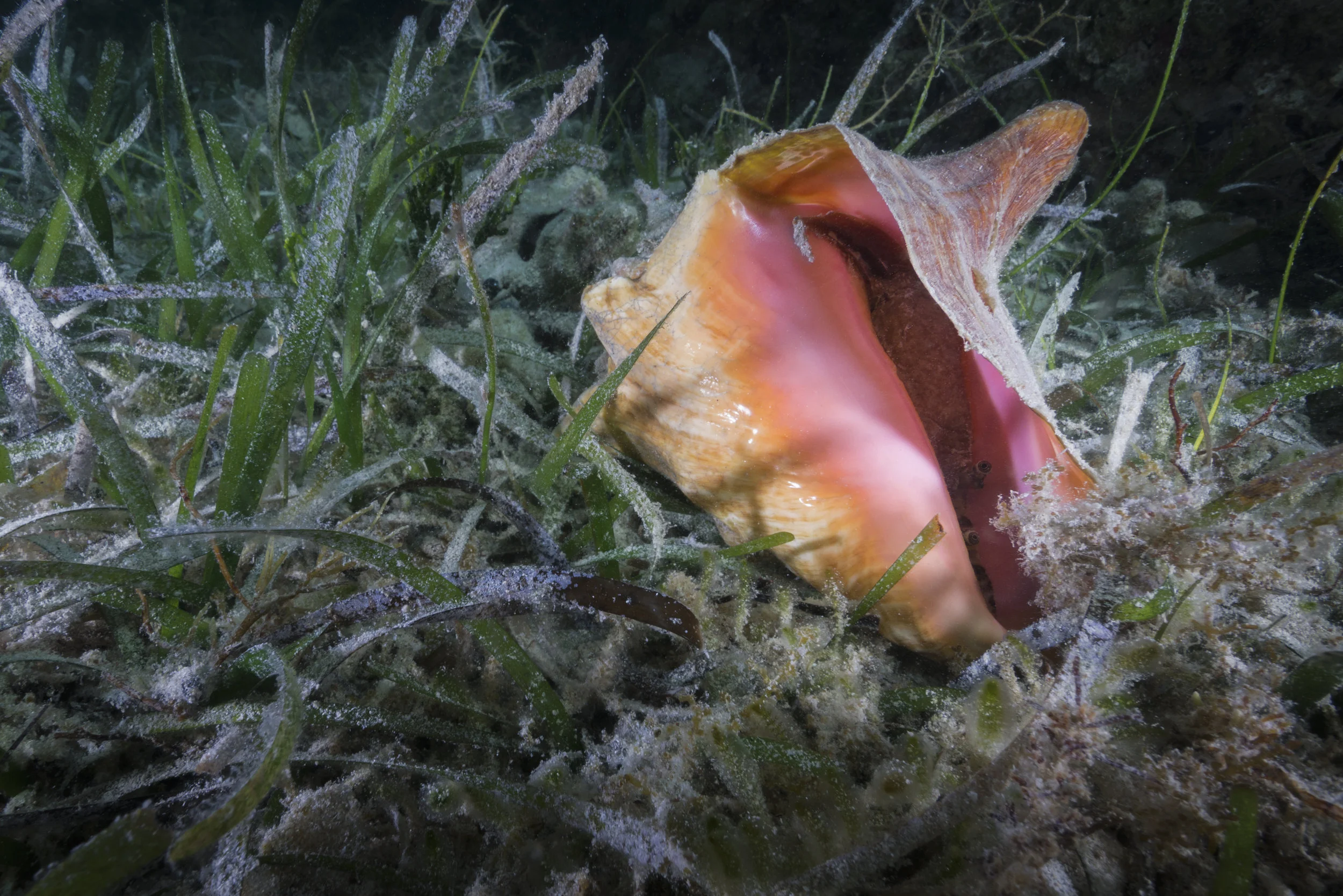 Conch 1.jpg
