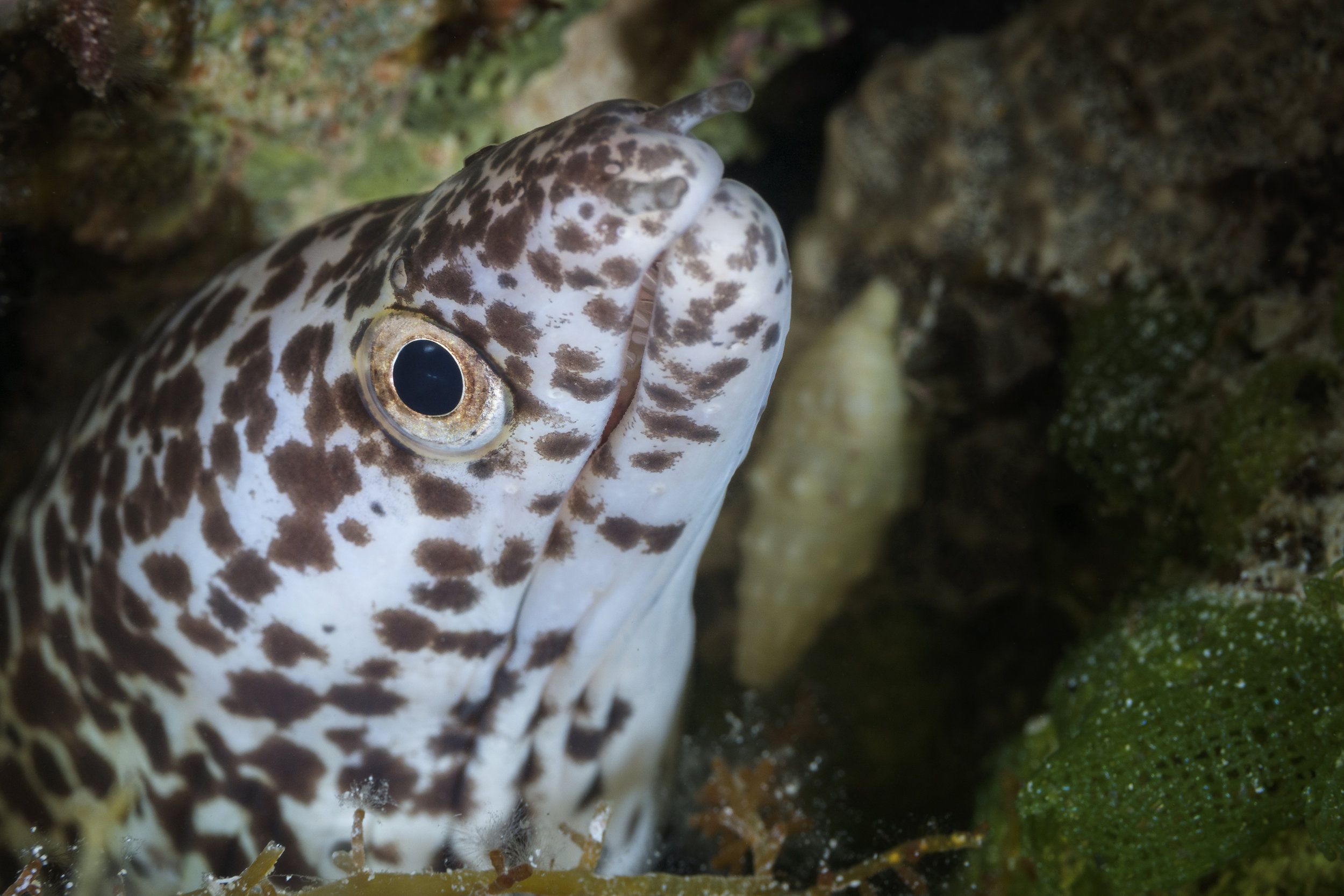 Eel 1-Edit.jpg