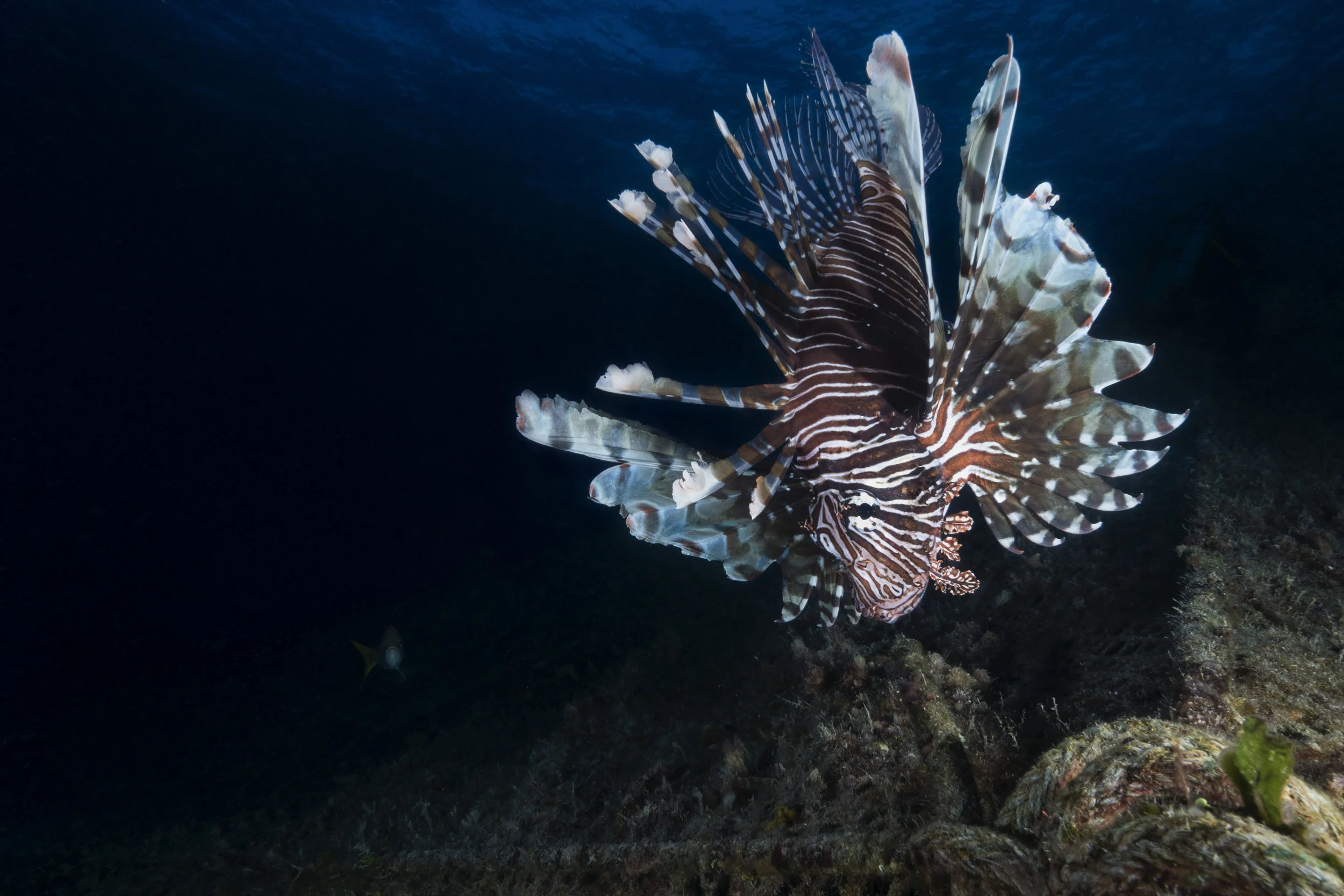 lionfish 1-Edit.jpg