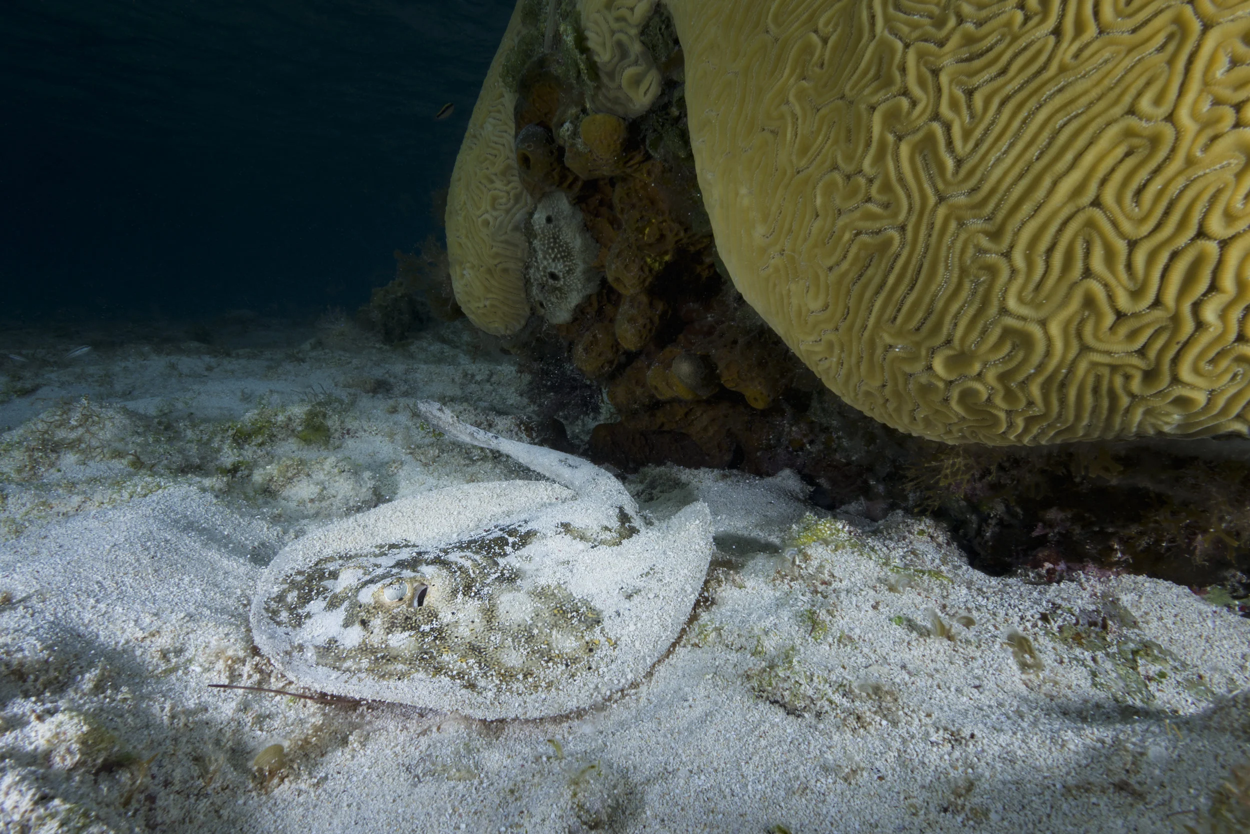 Stingray 2-Edit.jpg