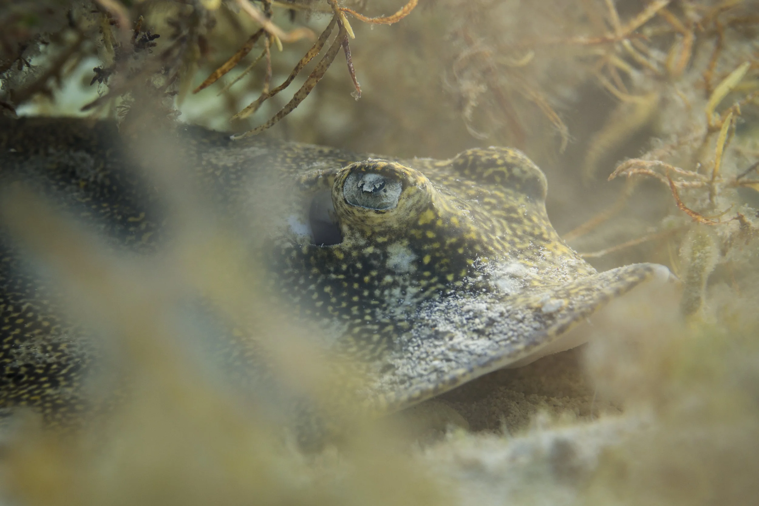 yellow ray 1-Edit.jpg
