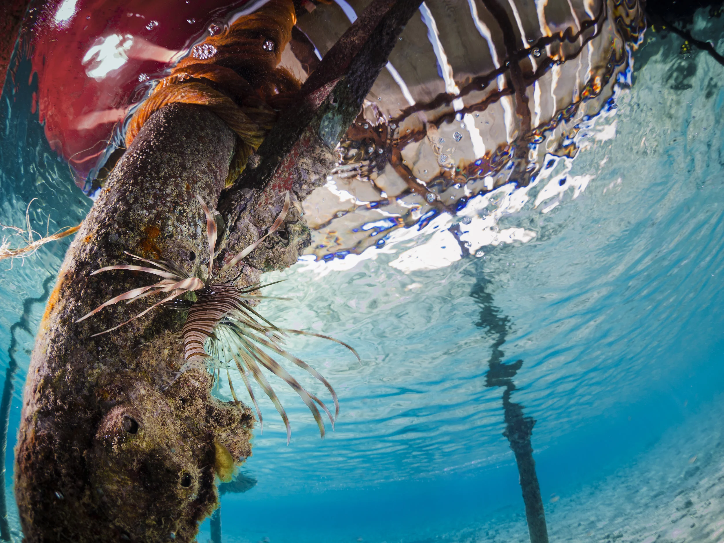 Baby Lionfish-Edit*.jpg