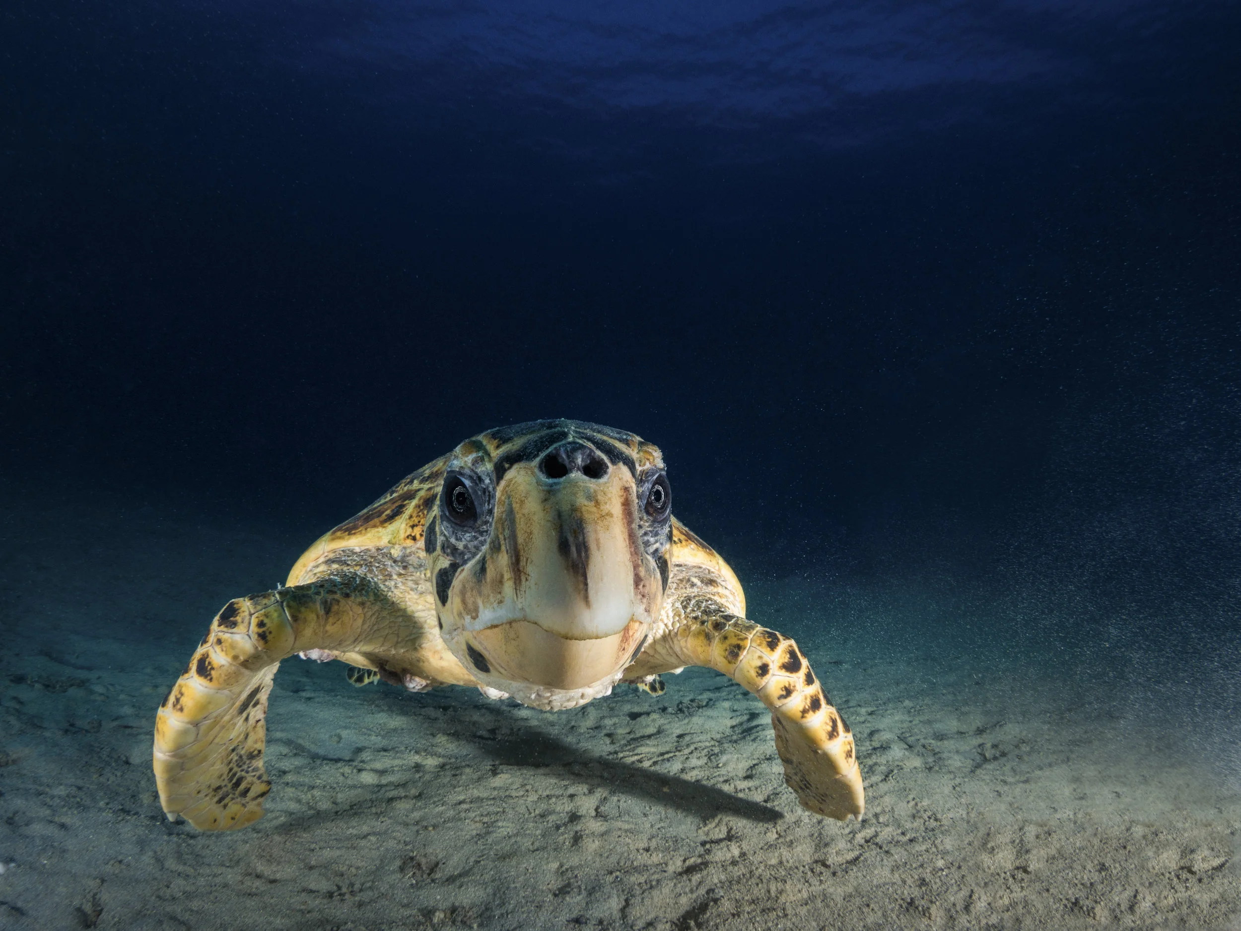 hawksbill edit 1-Edit-Edit-Edit.jpg